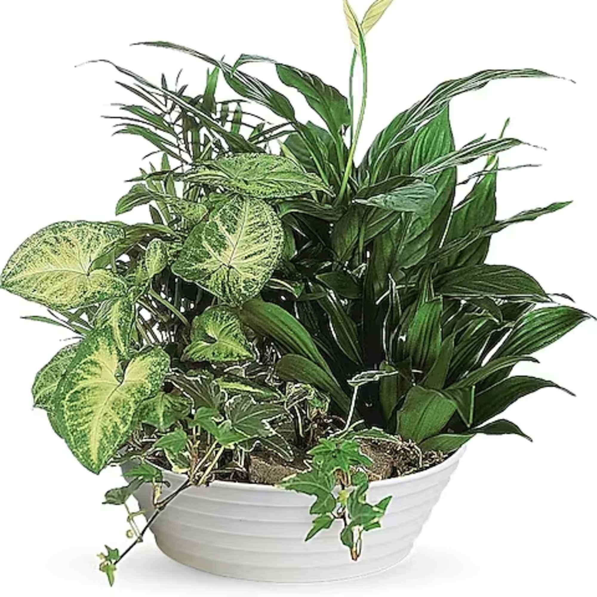 Mixed green houseplants arranged in a white bowl planter
