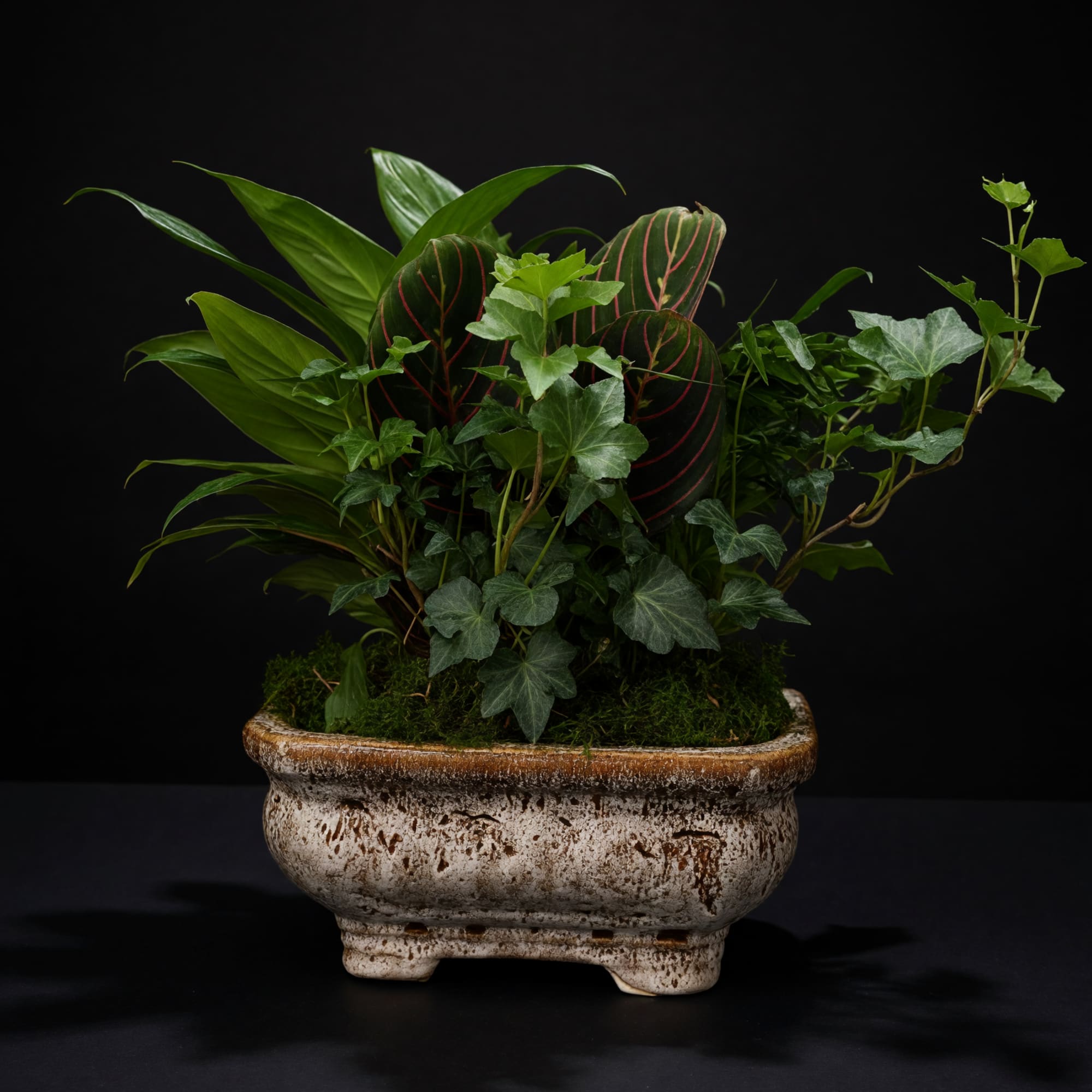 Gift your loved ones, friends, or self this cute little dish garden