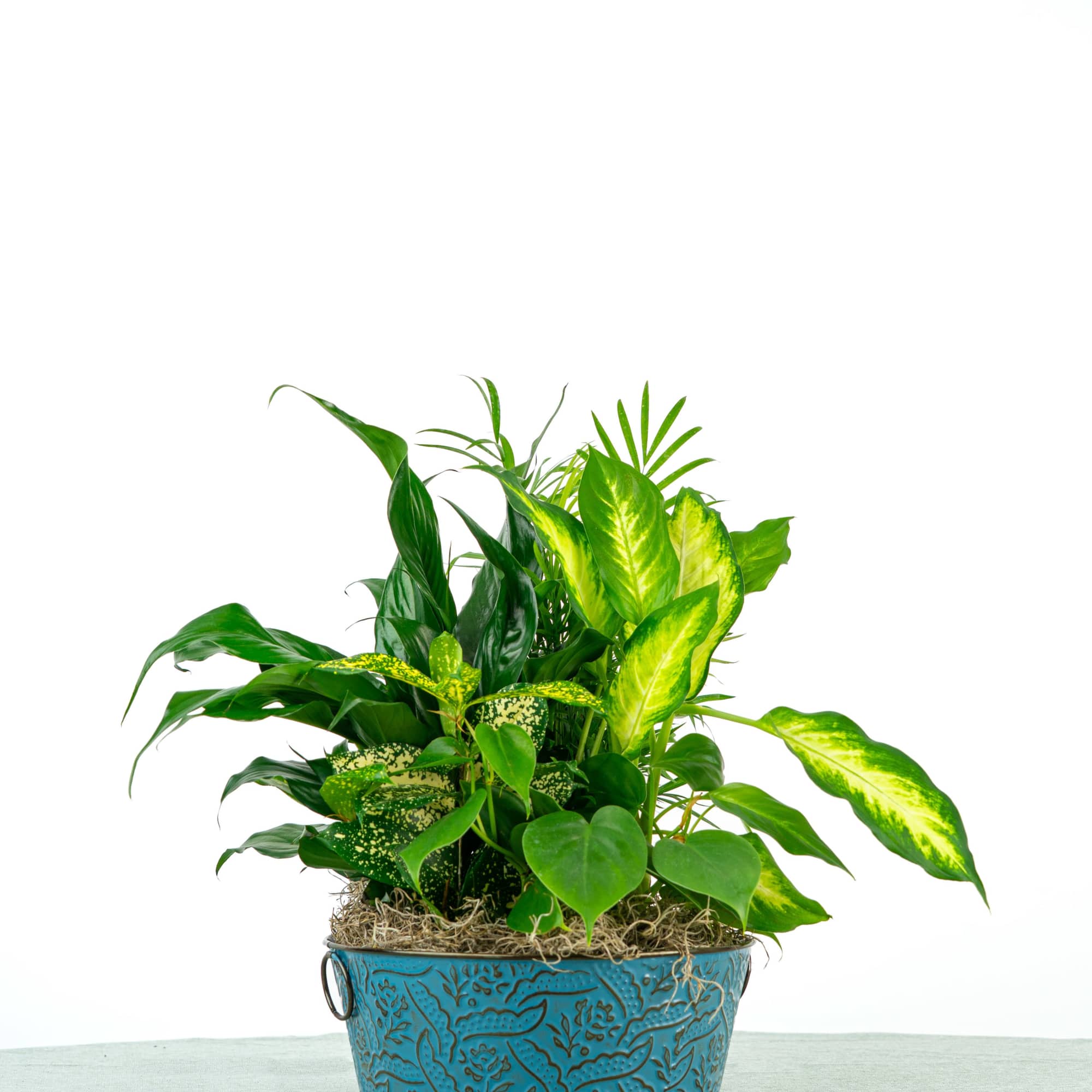 This garden mix combines rich greenery with variegated plants for texture variety.