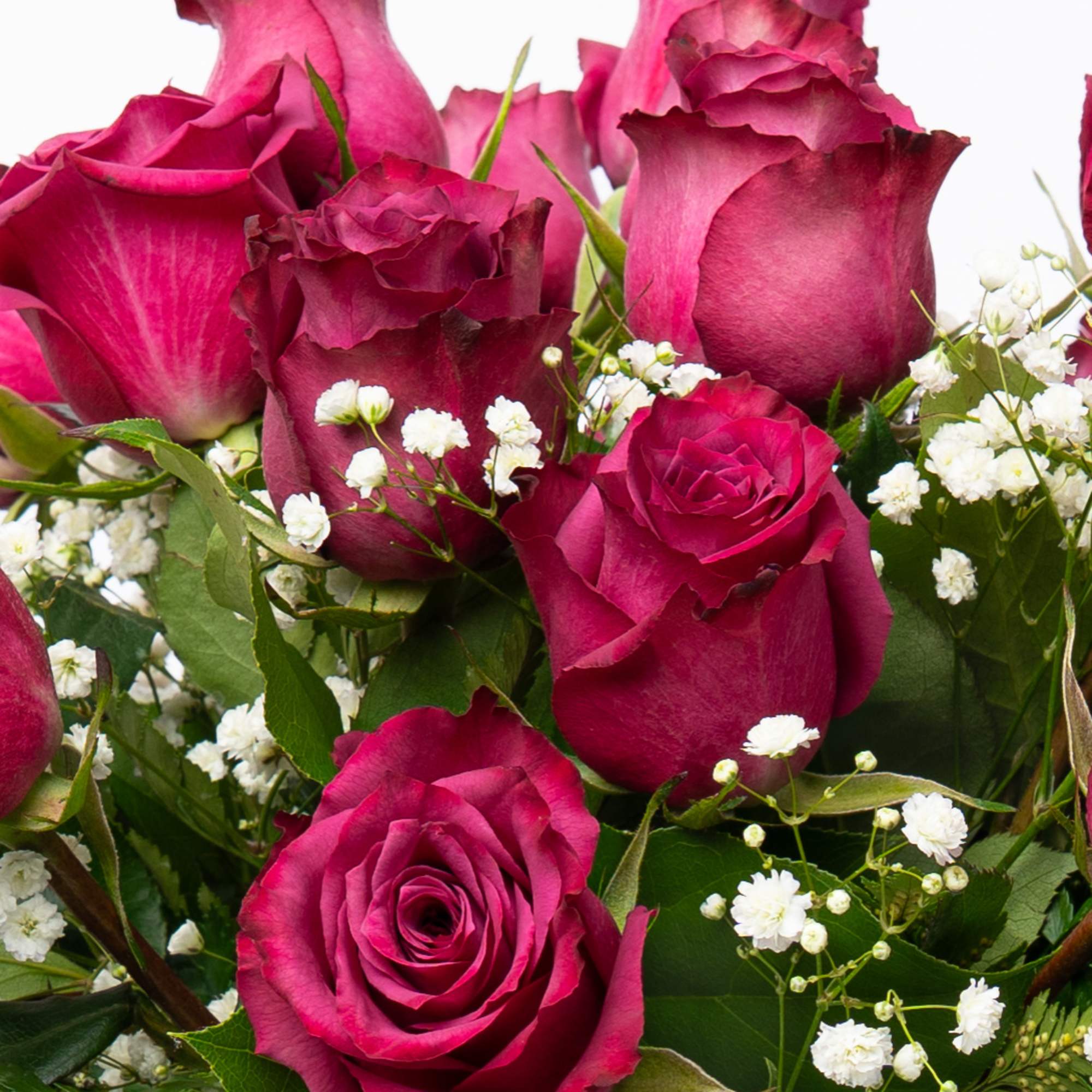 Bouquet of deep pink roses with white baby's breath