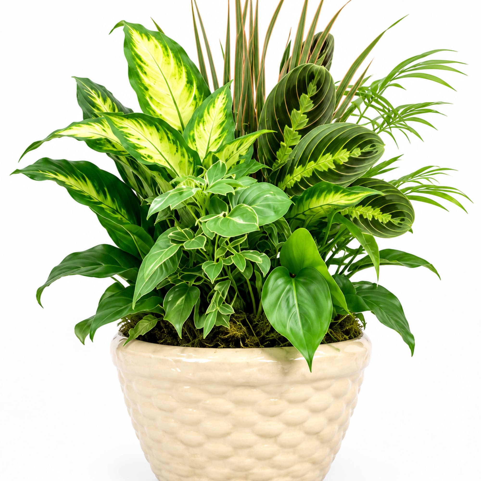 Bring a touch of the tropics indoors with our Tropical Harmony Planter.