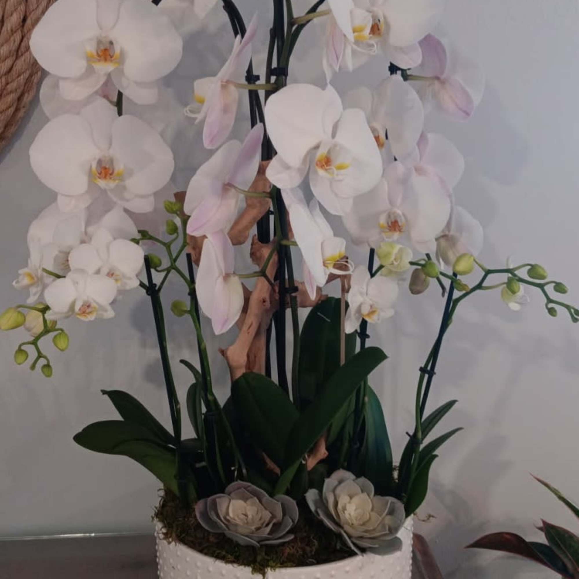 Orchid Arrangement. Each bloom, carefully selected, offers a mesmerizing display of nature's