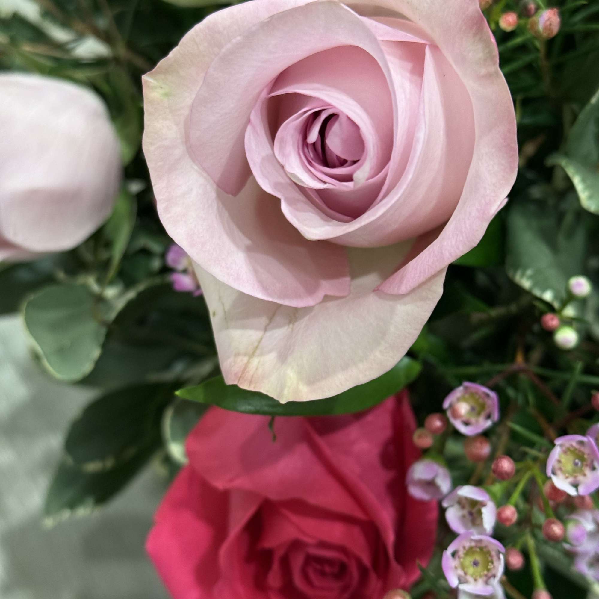 Short roses arrangement with light and hot pink roses, wax flower and, photo 2 of 2