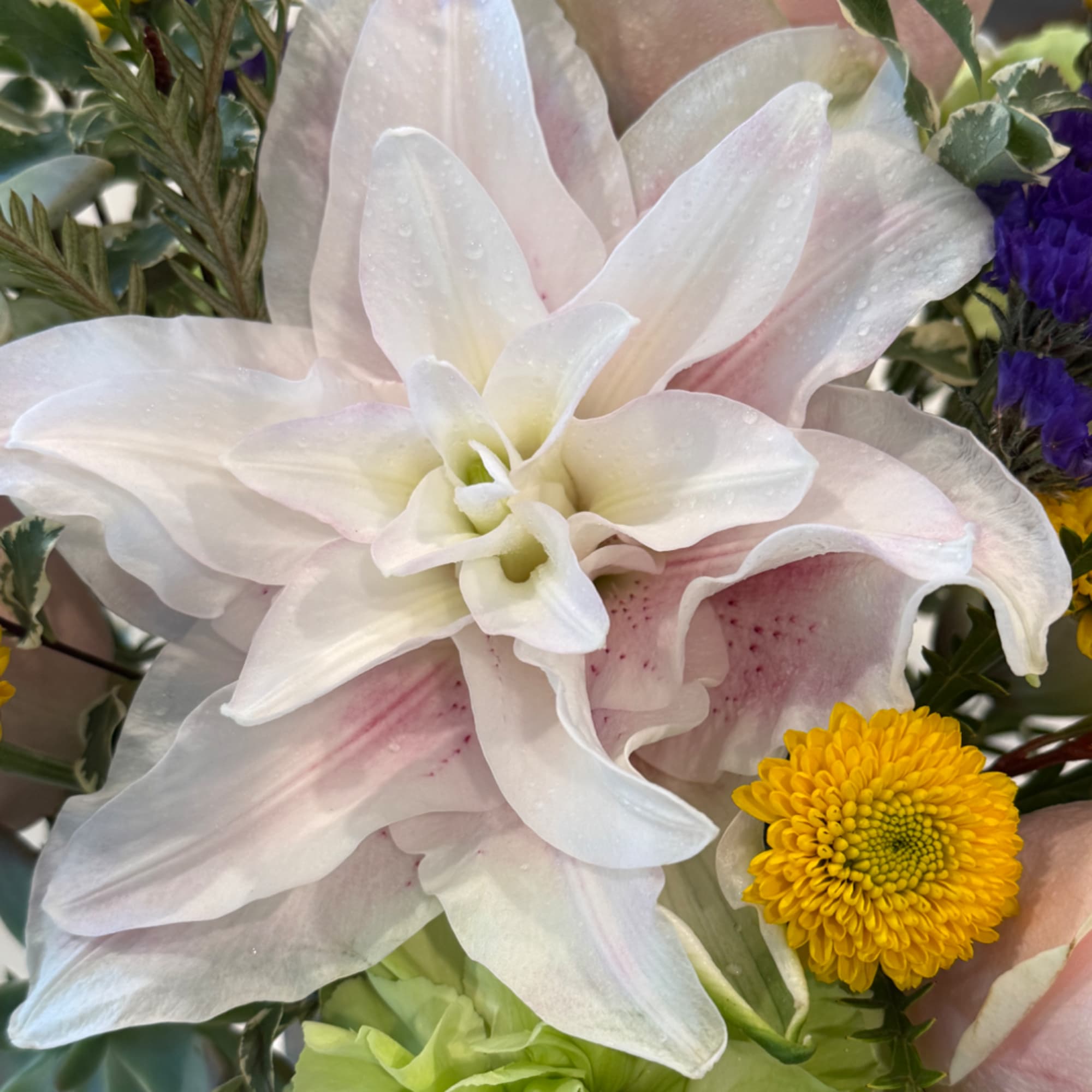 Close-up of a white and pale pink lily with yellow chrysanthemum blooms