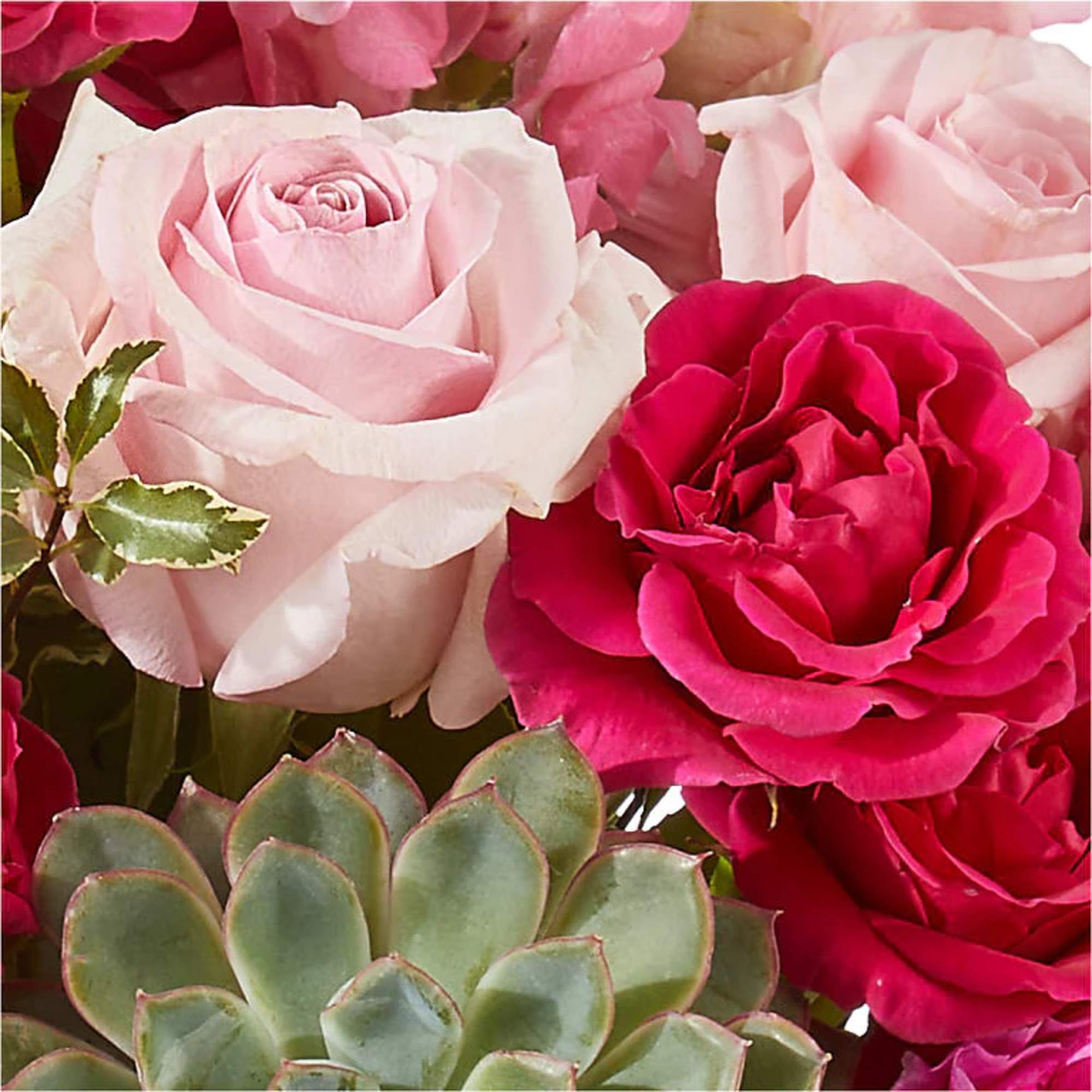 Close-up of pink and red roses with a succulent cluster