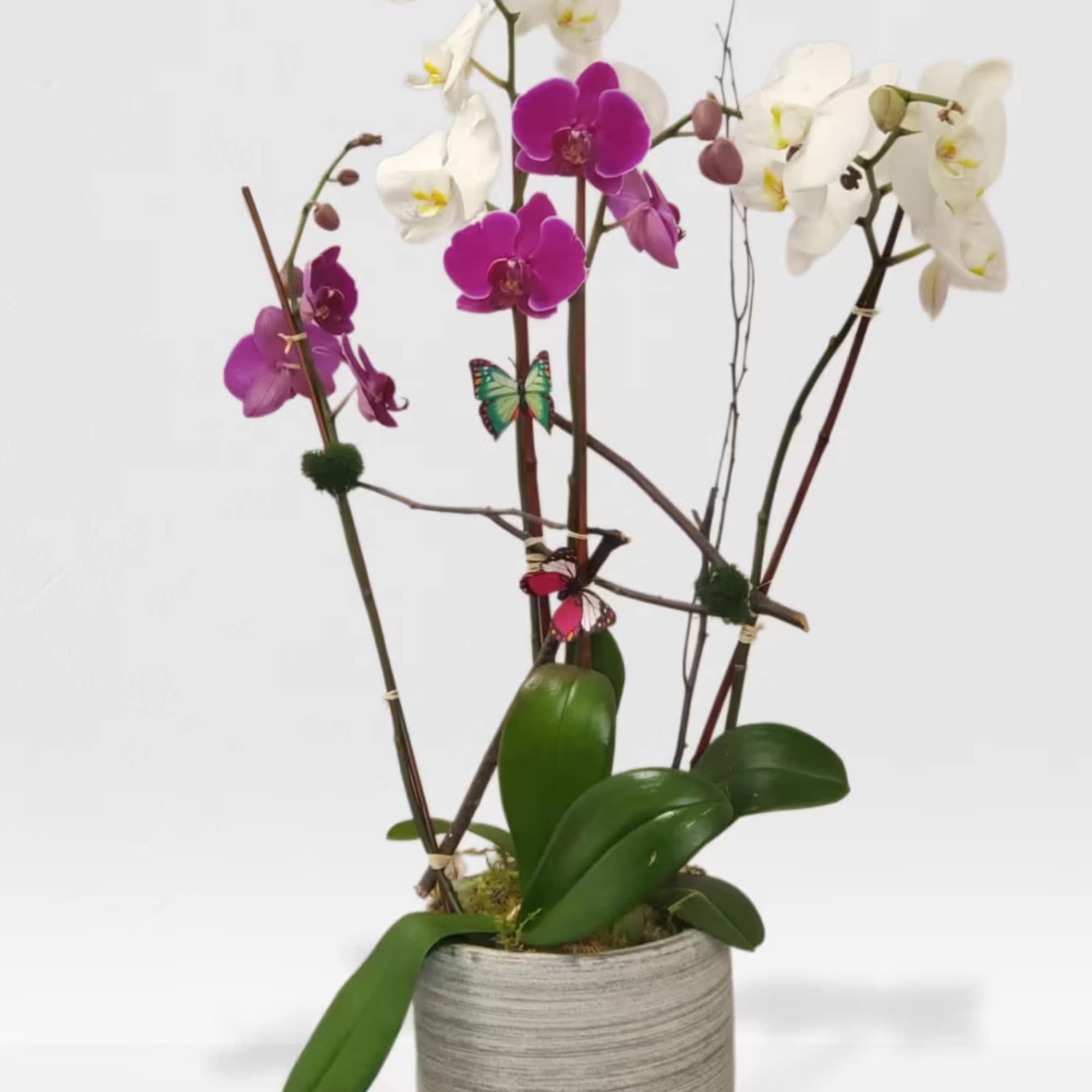Sophisticated orchid plant in a nice container 
NOTICE CONTAINER MAY BE DIFFERENT