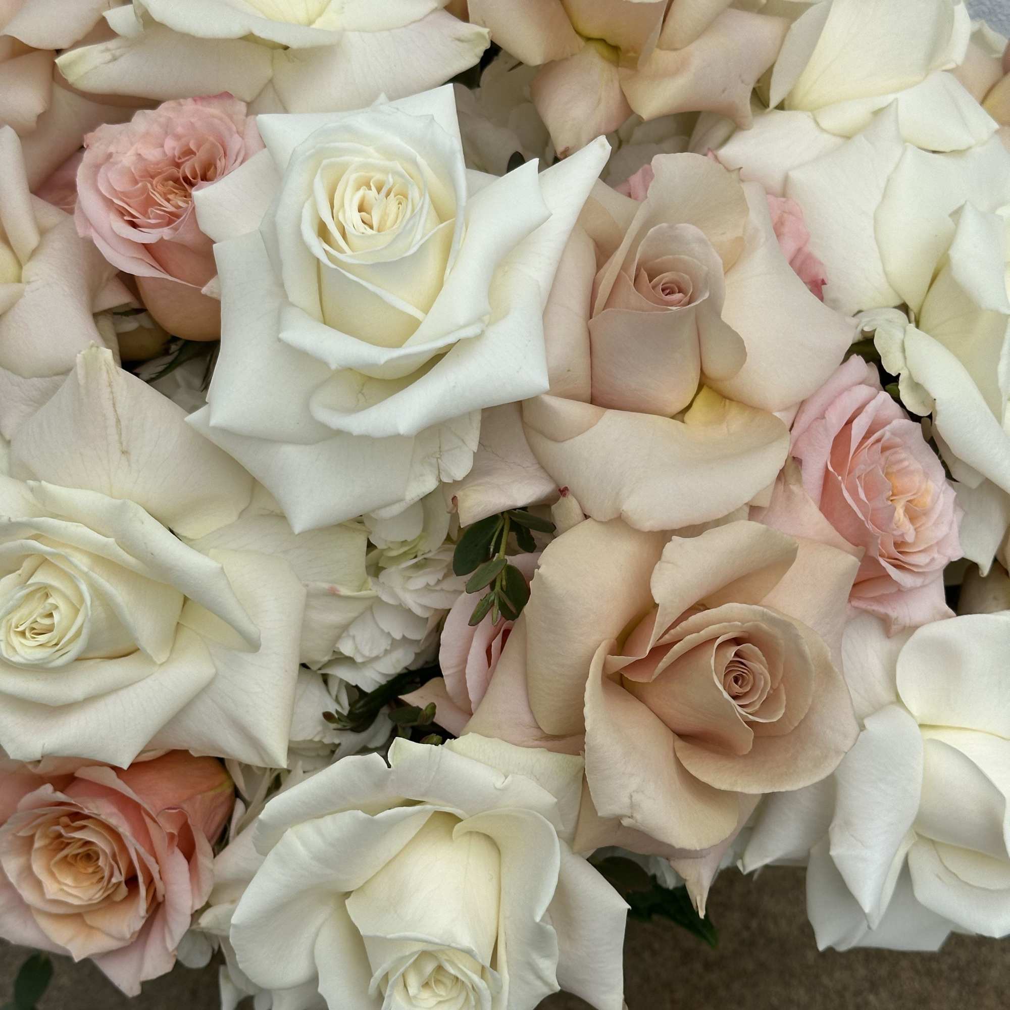 Close-up bouquet of cream and blush roses