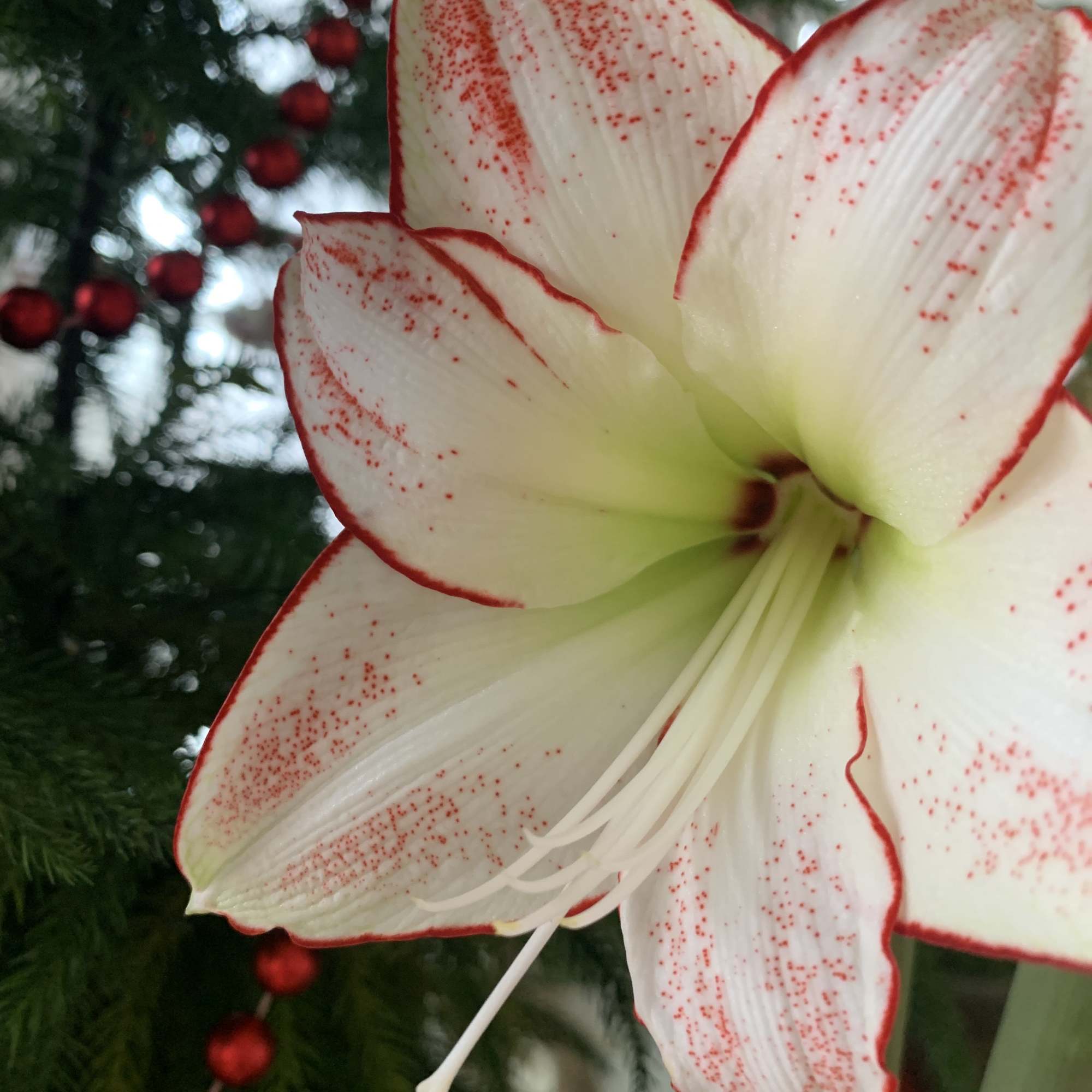 White amaryllis flower with red-edged petals in front of a Christmas tree
