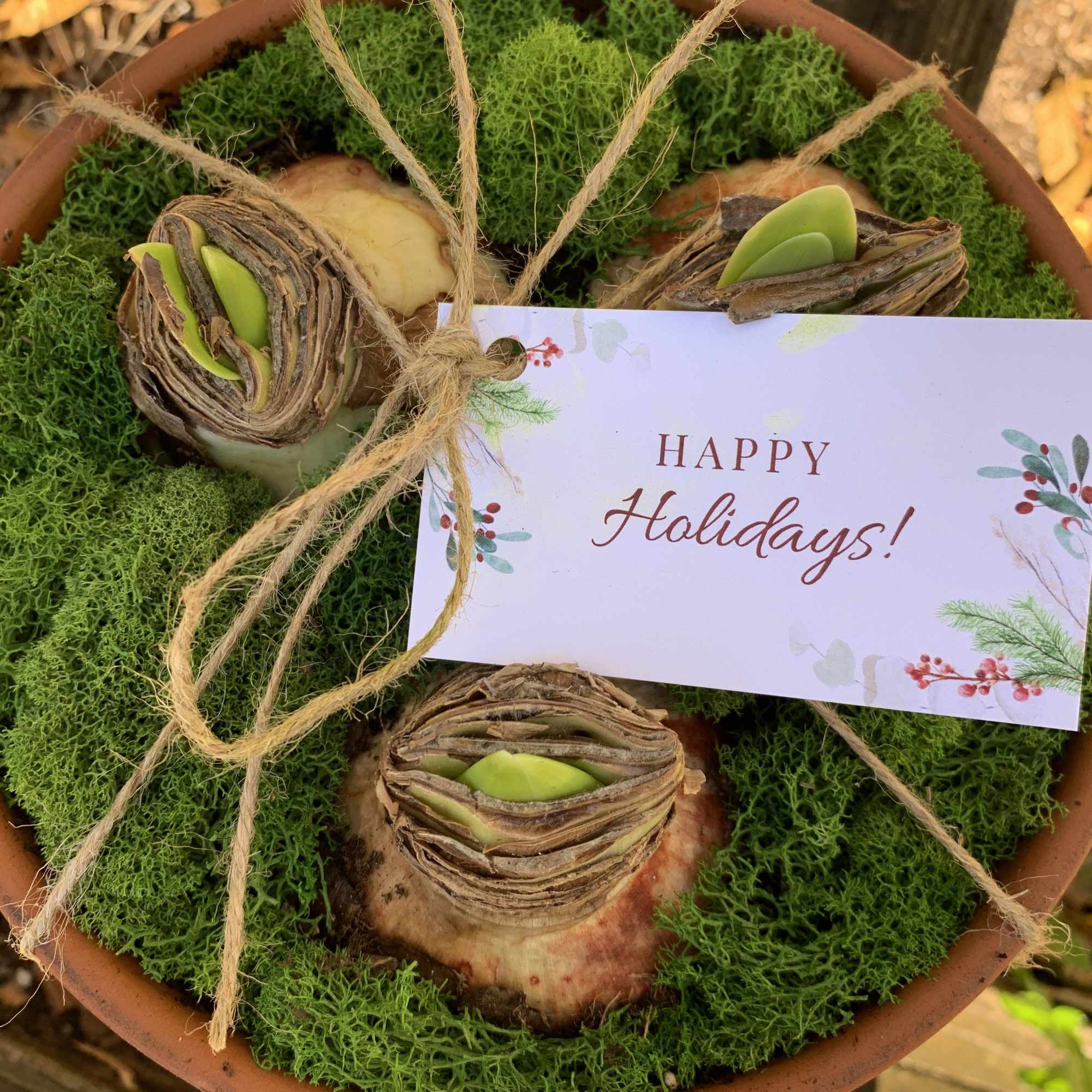 Potted bulb arrangement with moss and a holiday greeting card