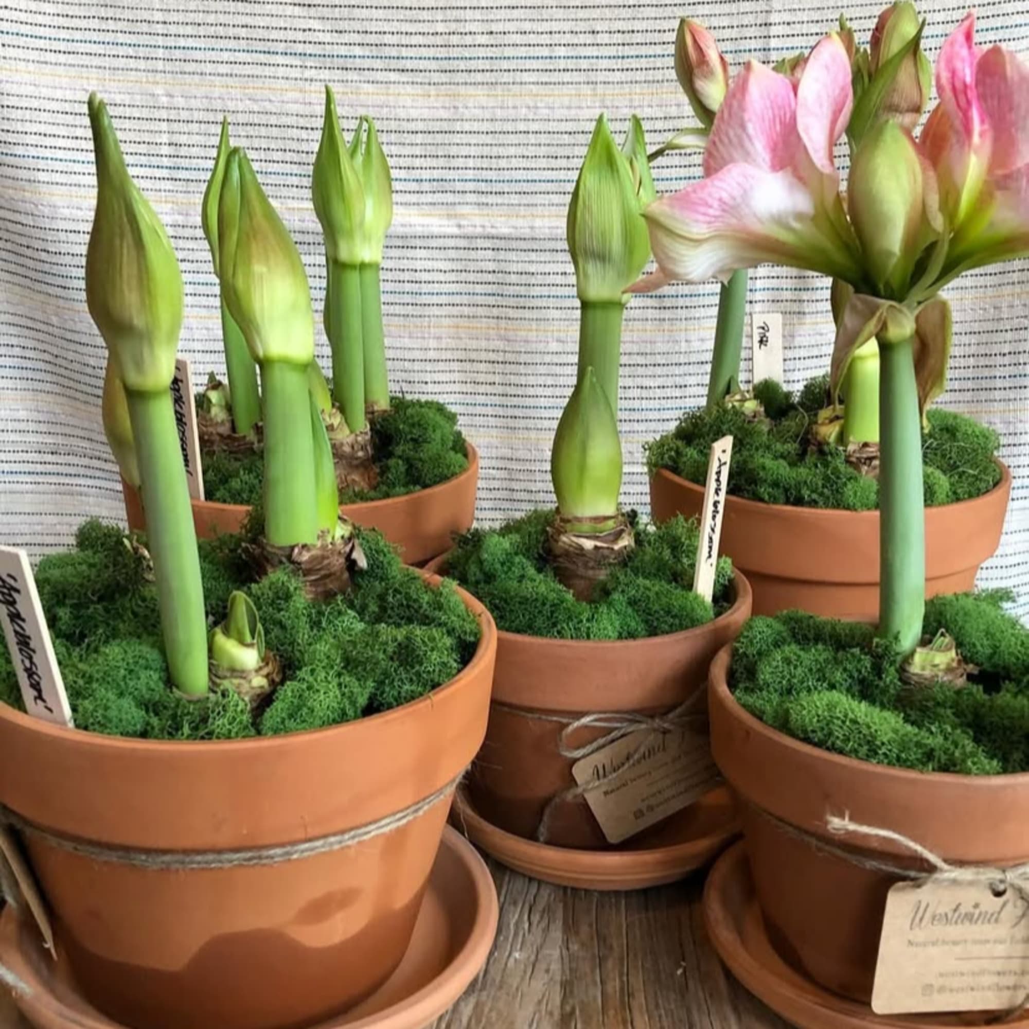 Potted amaryllis bulbs with pink blooms and green buds in terracotta pots