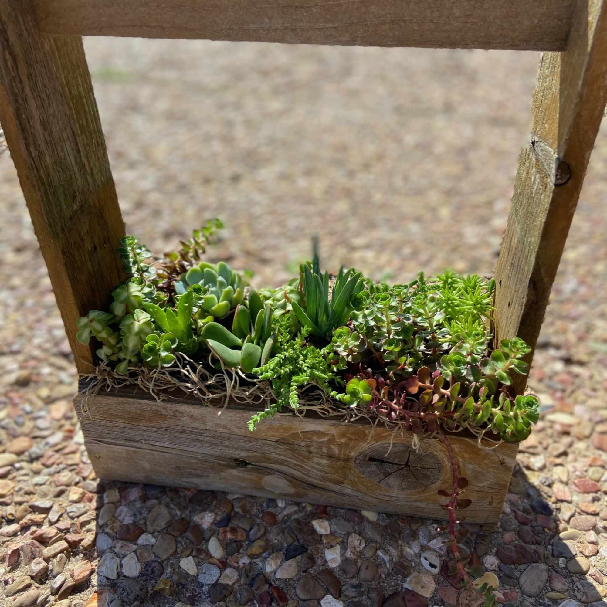 Wooden planter box filled with assorted succulents