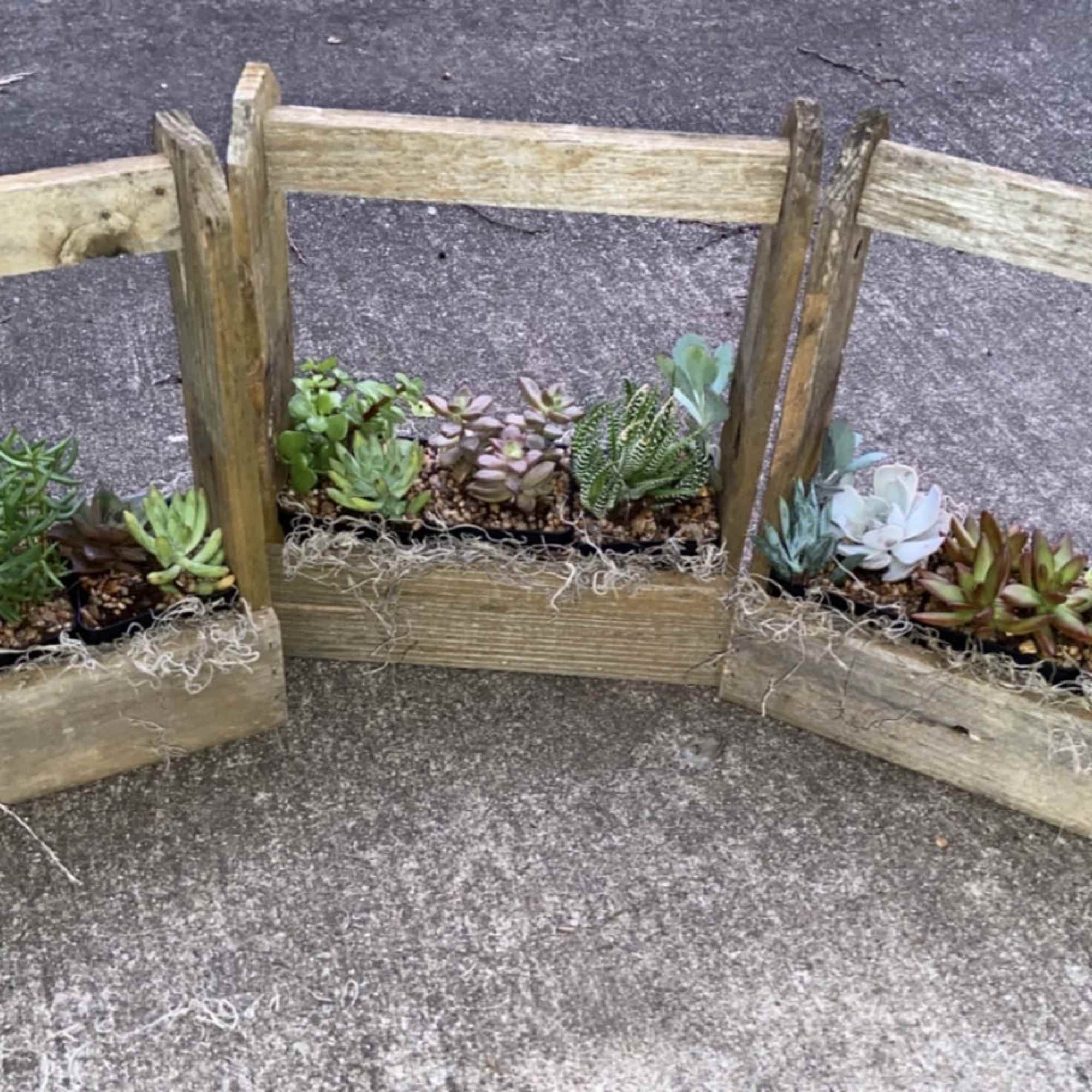 Three wooden planters filled with small succulents arranged in a row