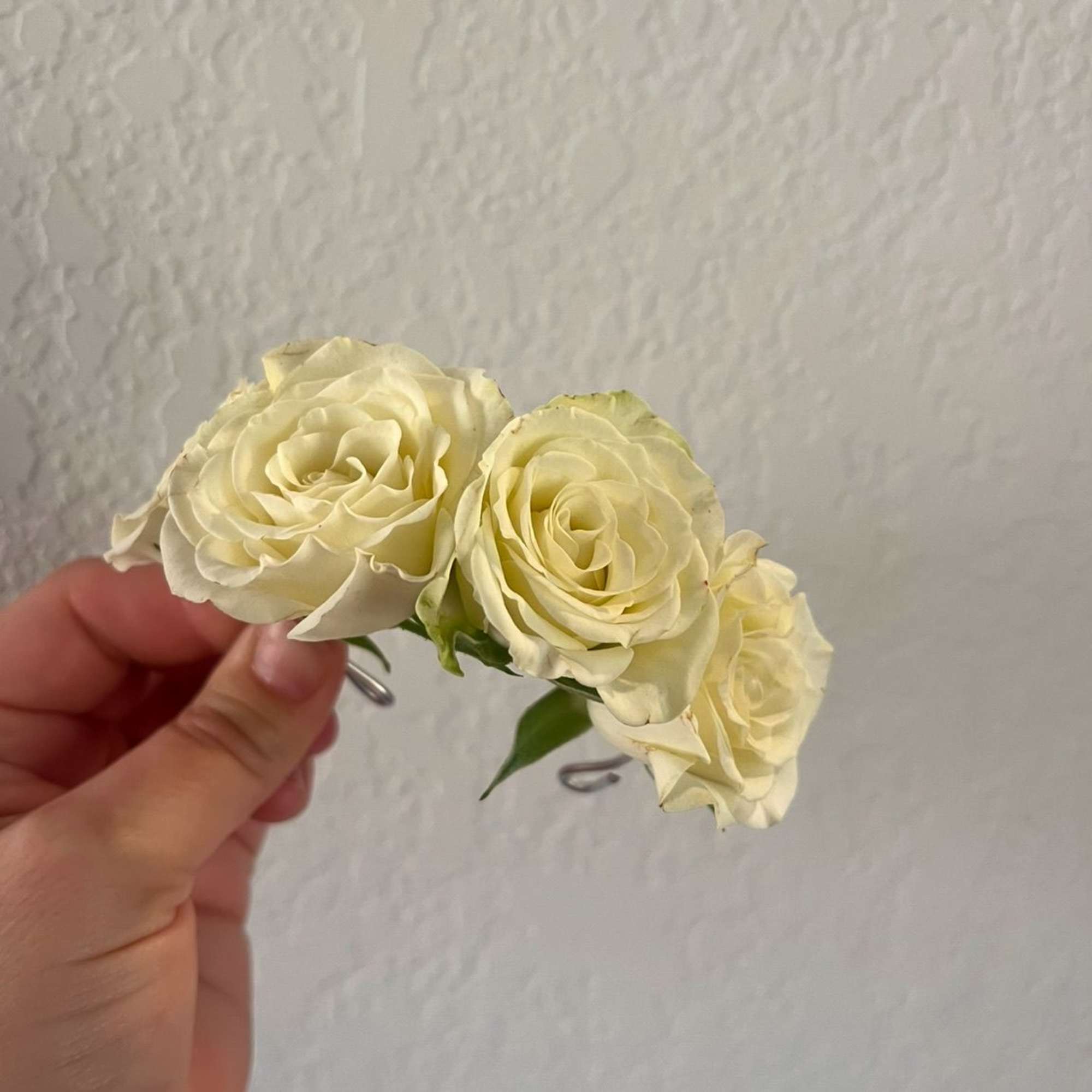 Three cream roses held in a hand