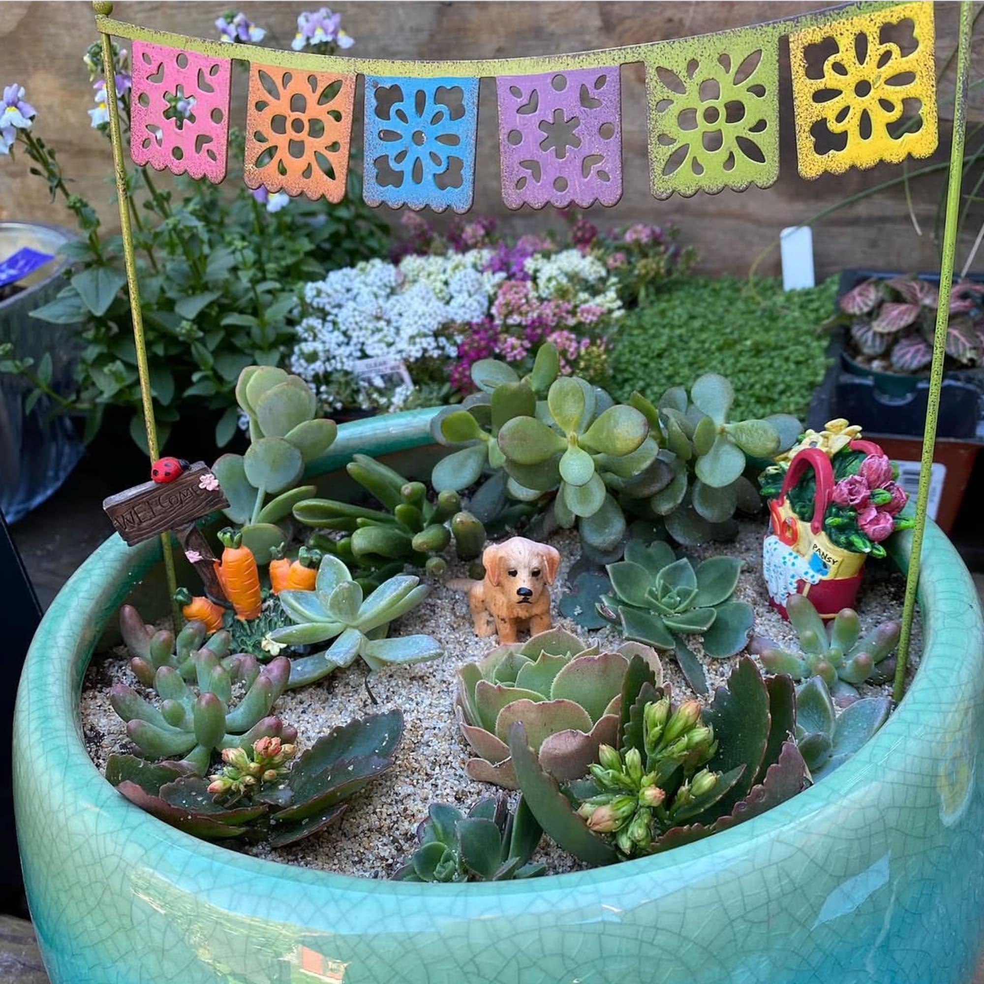 Sympathy Succulent