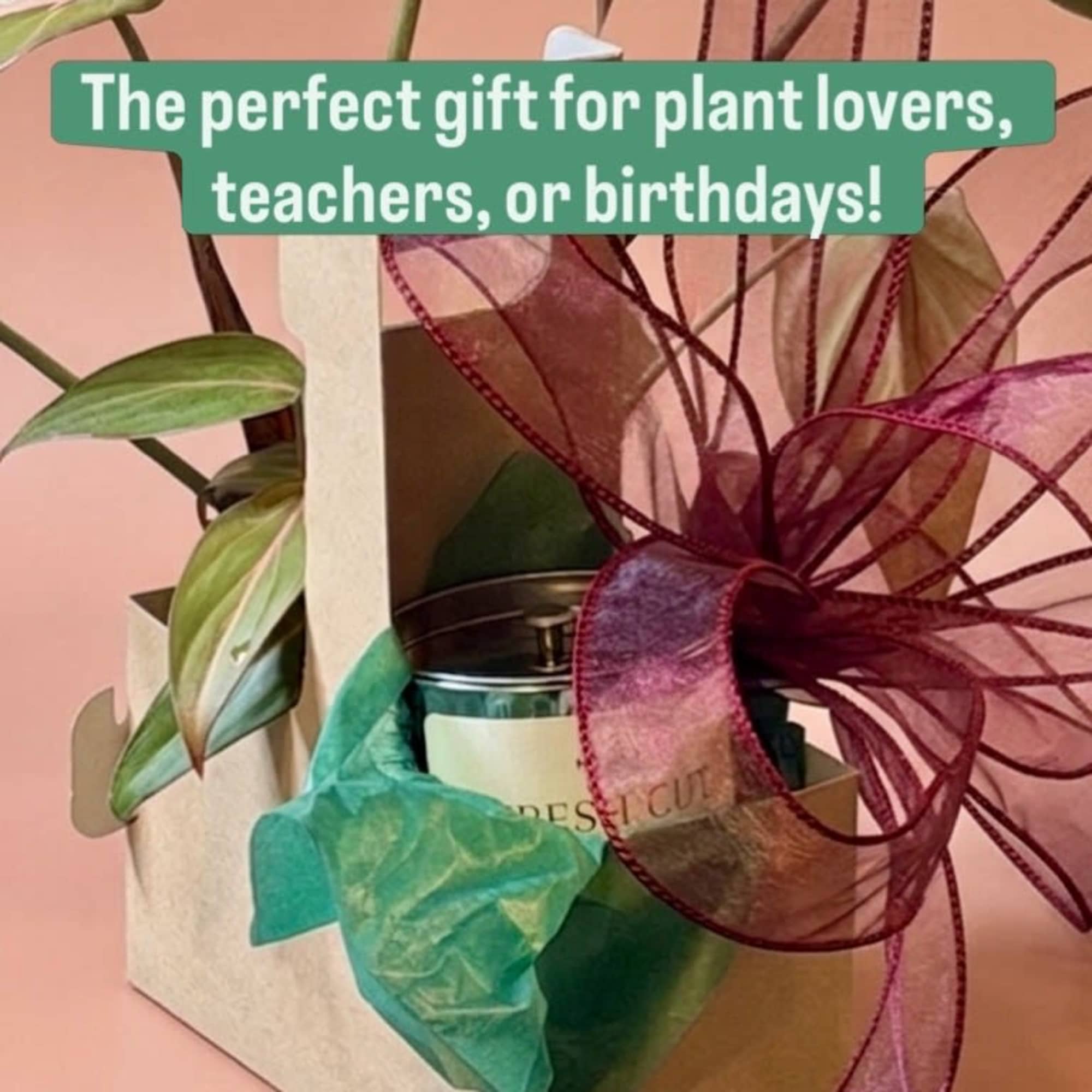 
Plant Carrier: Includes a potted houseplant, one of our signature 10oz tin, photo 2 of 3