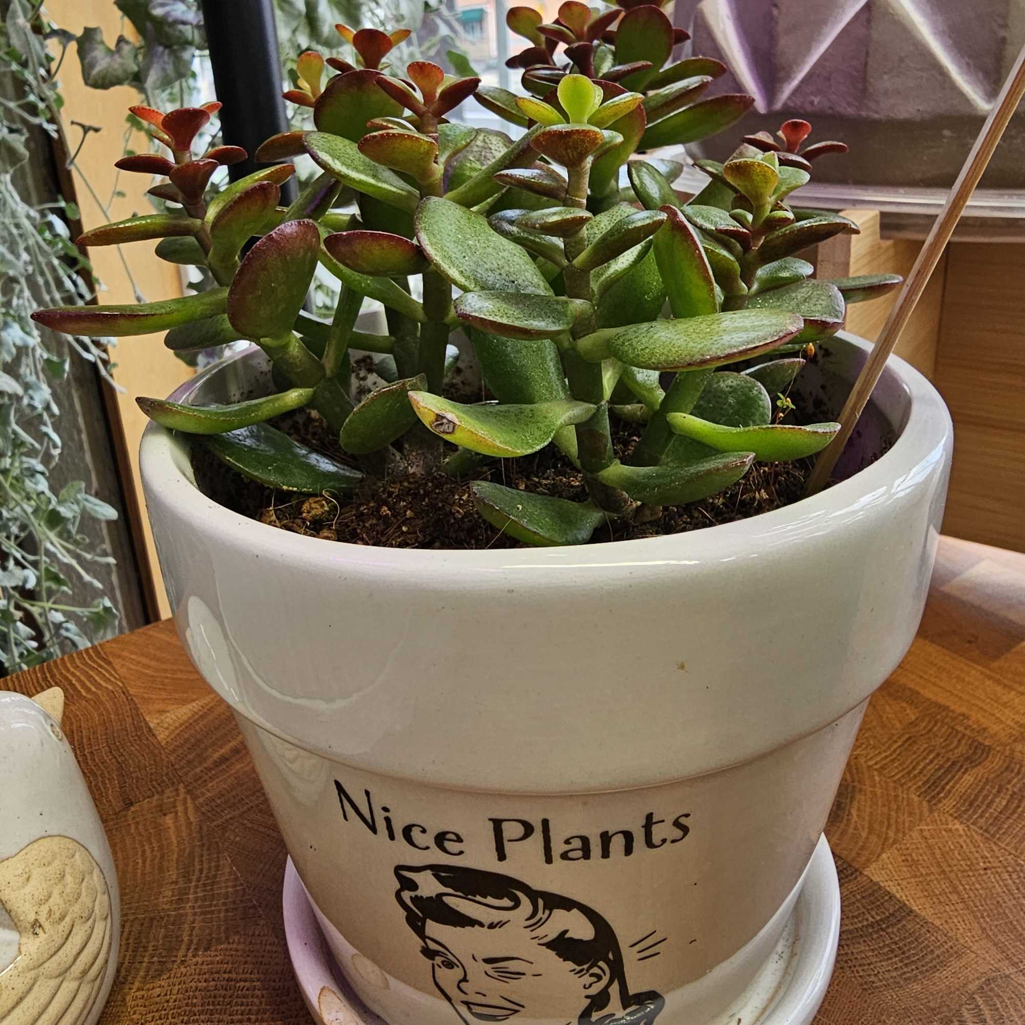 Just look at this adorable pot! 
