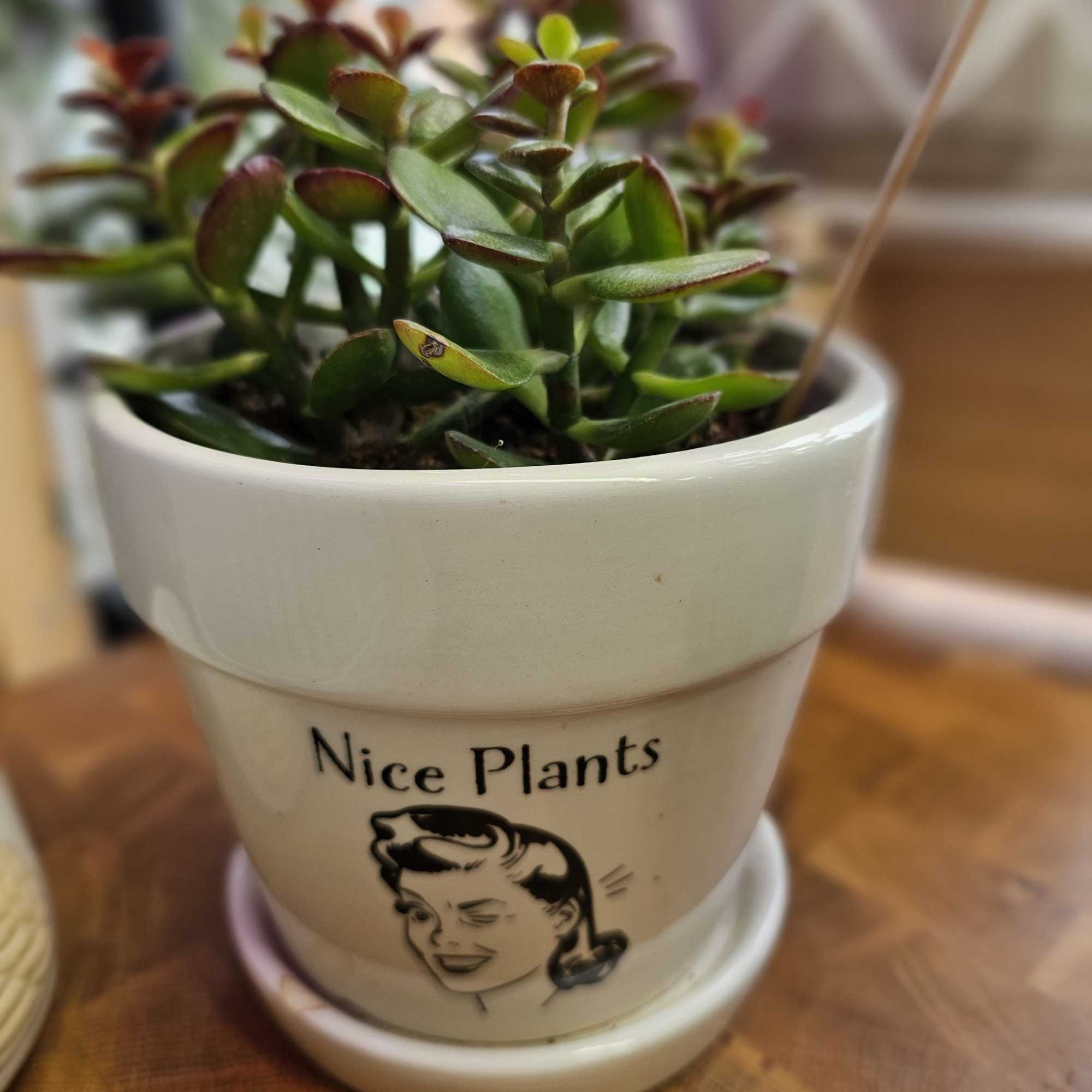Just look at this adorable pot! 
, photo 2 of 2