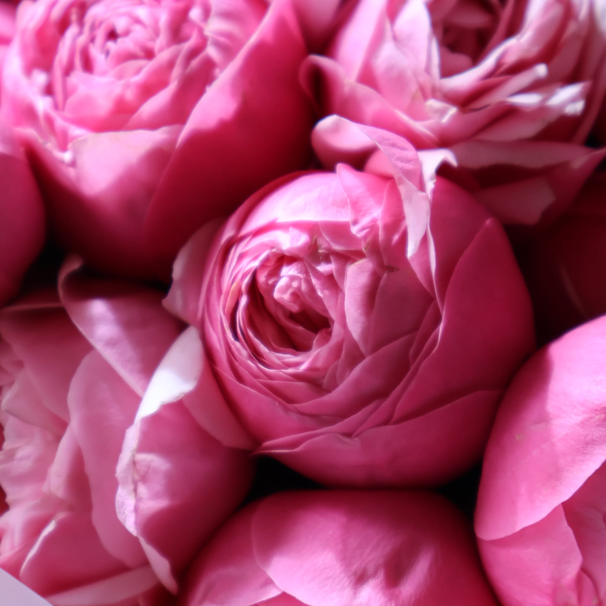 Close-up of pink roses filling the frame