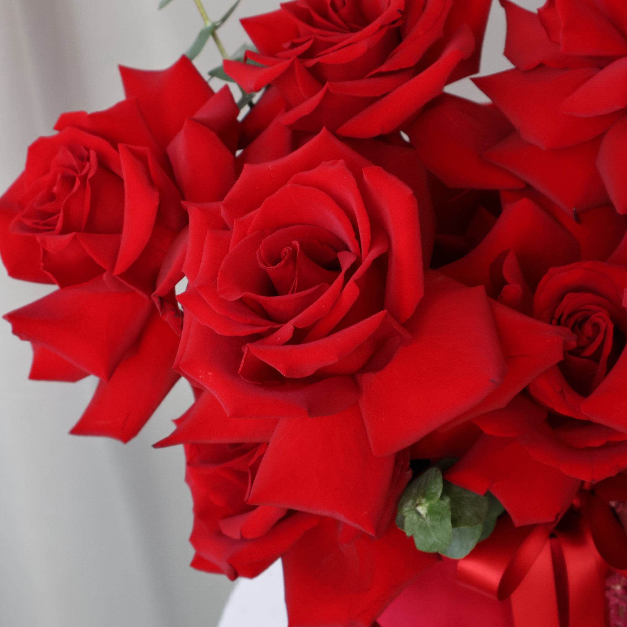 Close-up bouquet of red roses with a red ribbon, photo 2 of 9