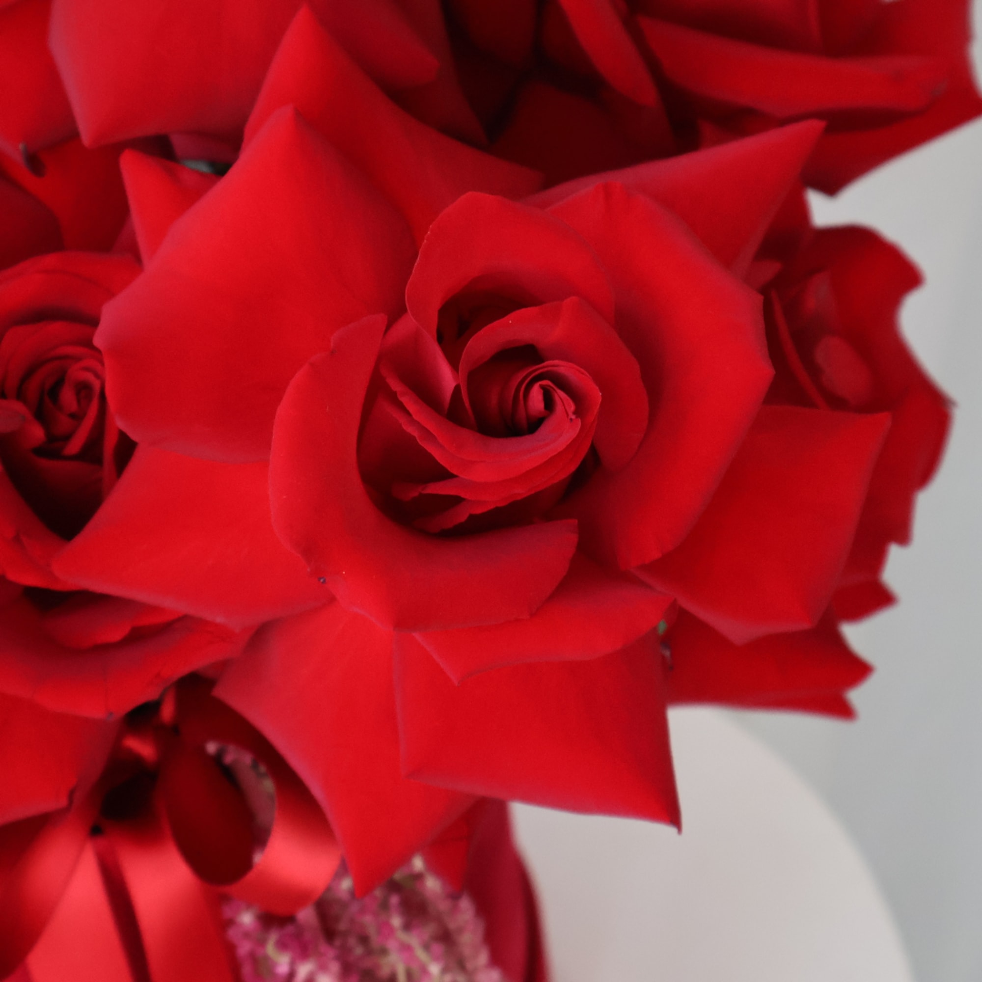 Close-up of a bouquet of red roses with a red ribbon