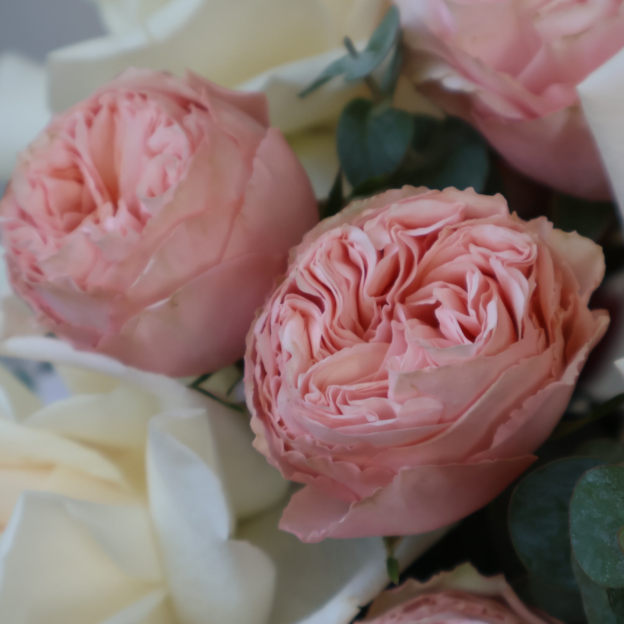 Pink roses with white flowers and dark green leaves