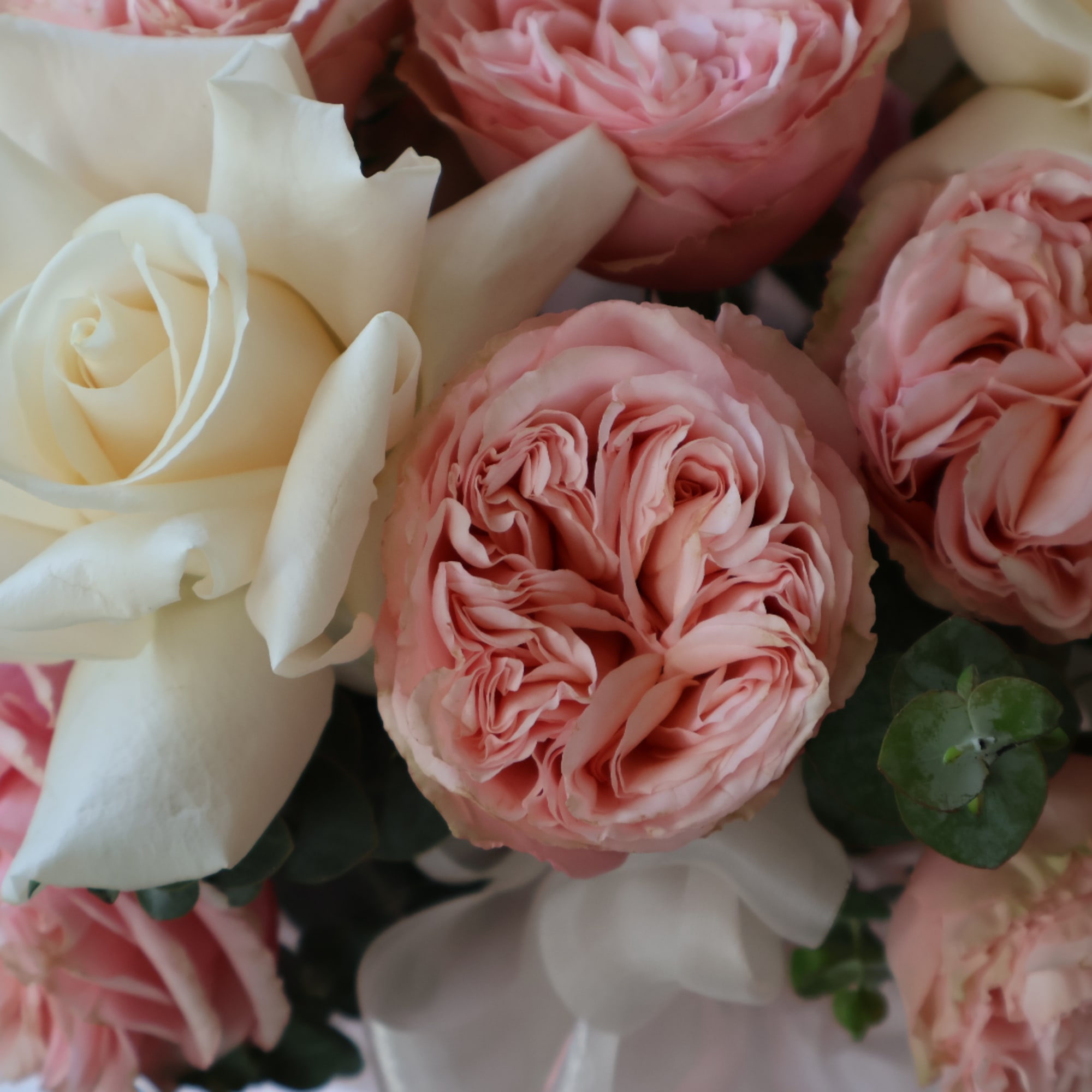 Close-up bouquet of pink and white roses with ribbon accents