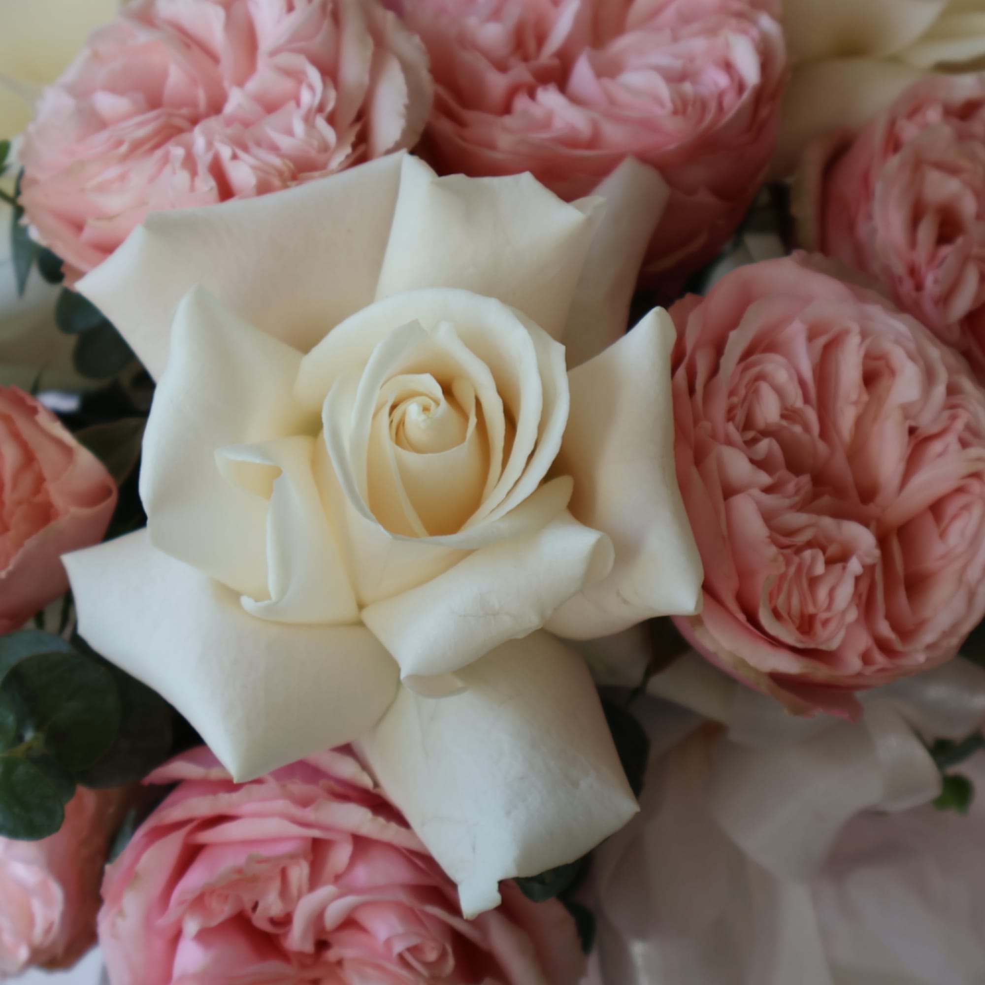A tightly packed dome of blush pink and ivory roses sits in, photo 4 of 8