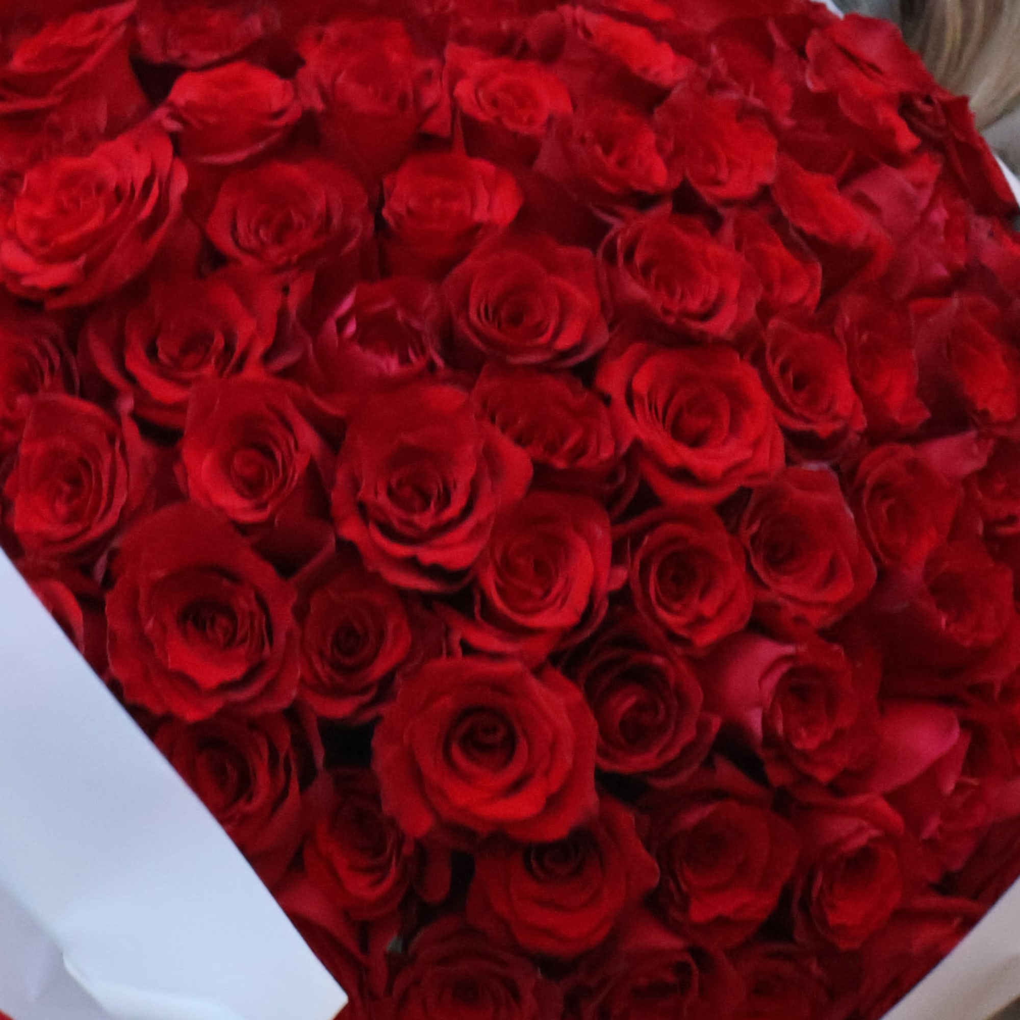 Bouquet of red roses wrapped in white paper