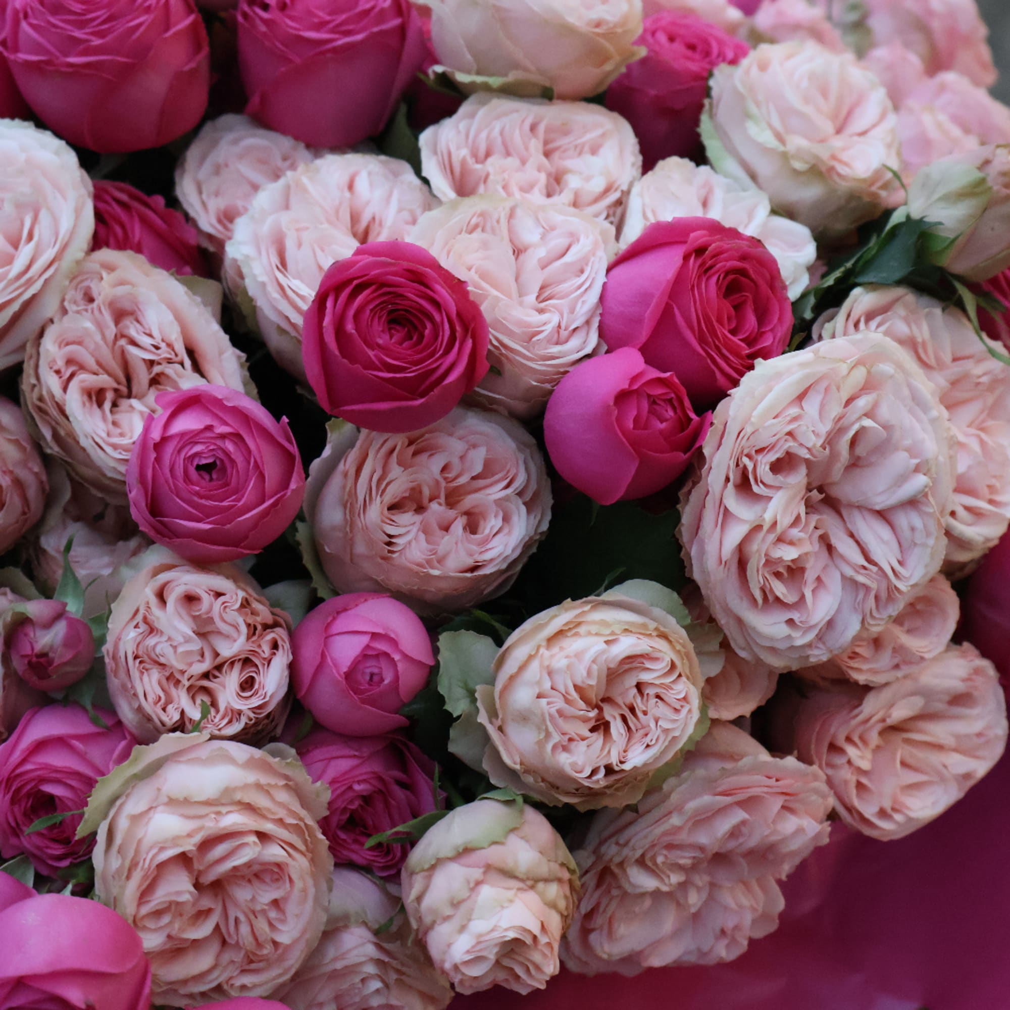 Bouquet of pink and blush roses in close-up