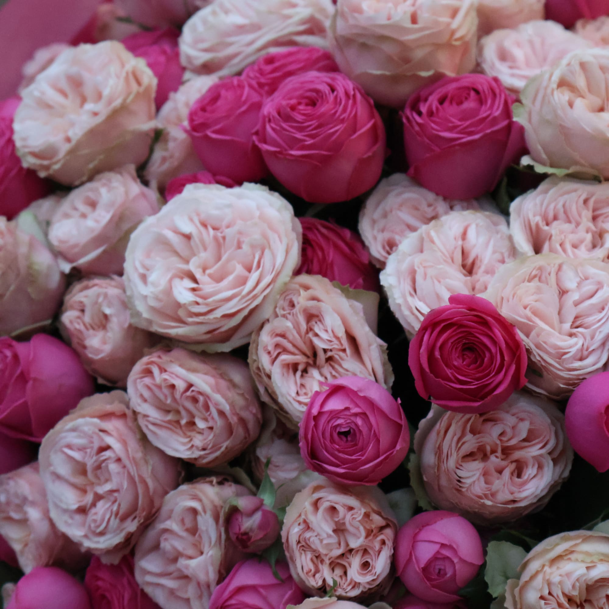 Close-up bouquet of pink and blush roses
