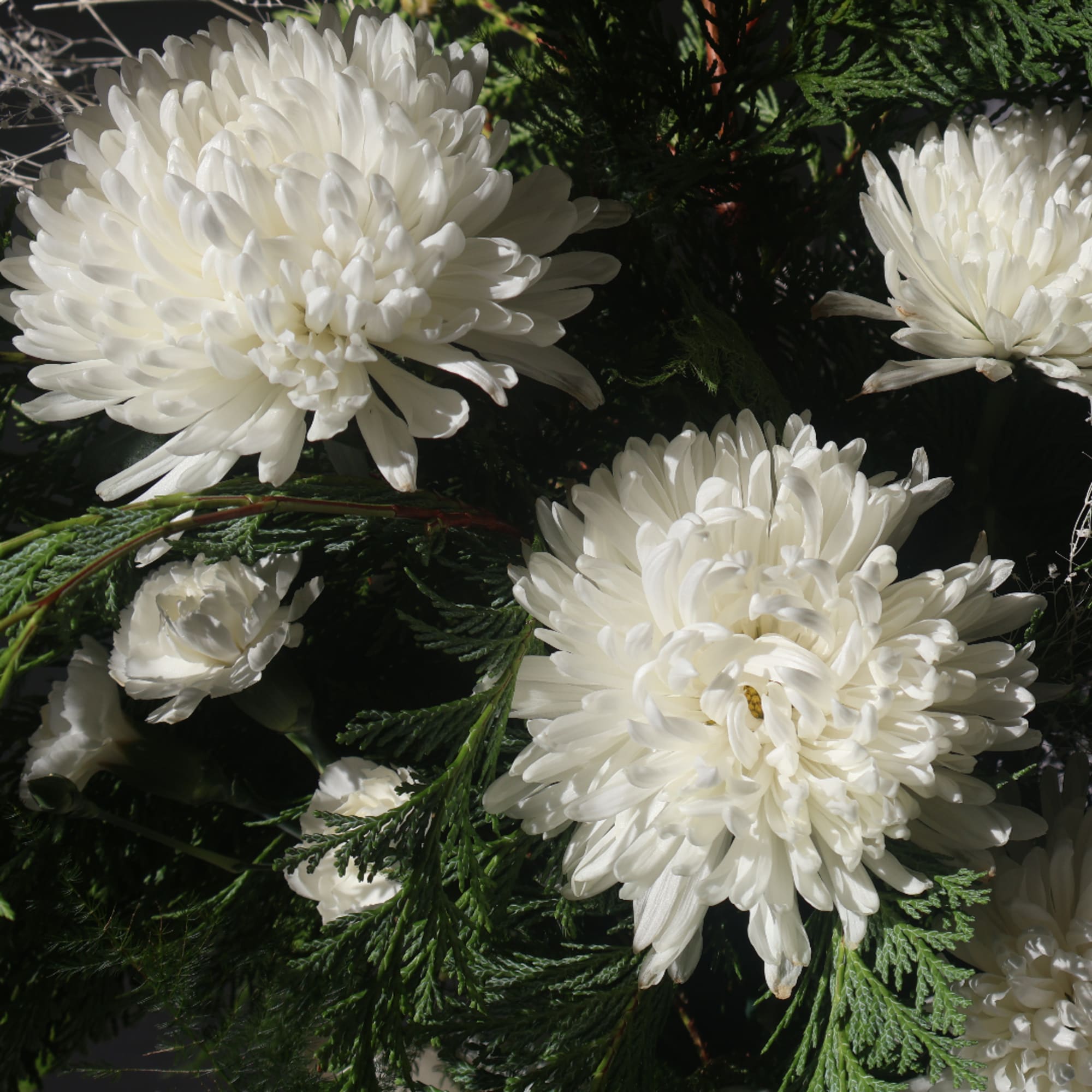 White chrysanthemum blooms among dark green foliage