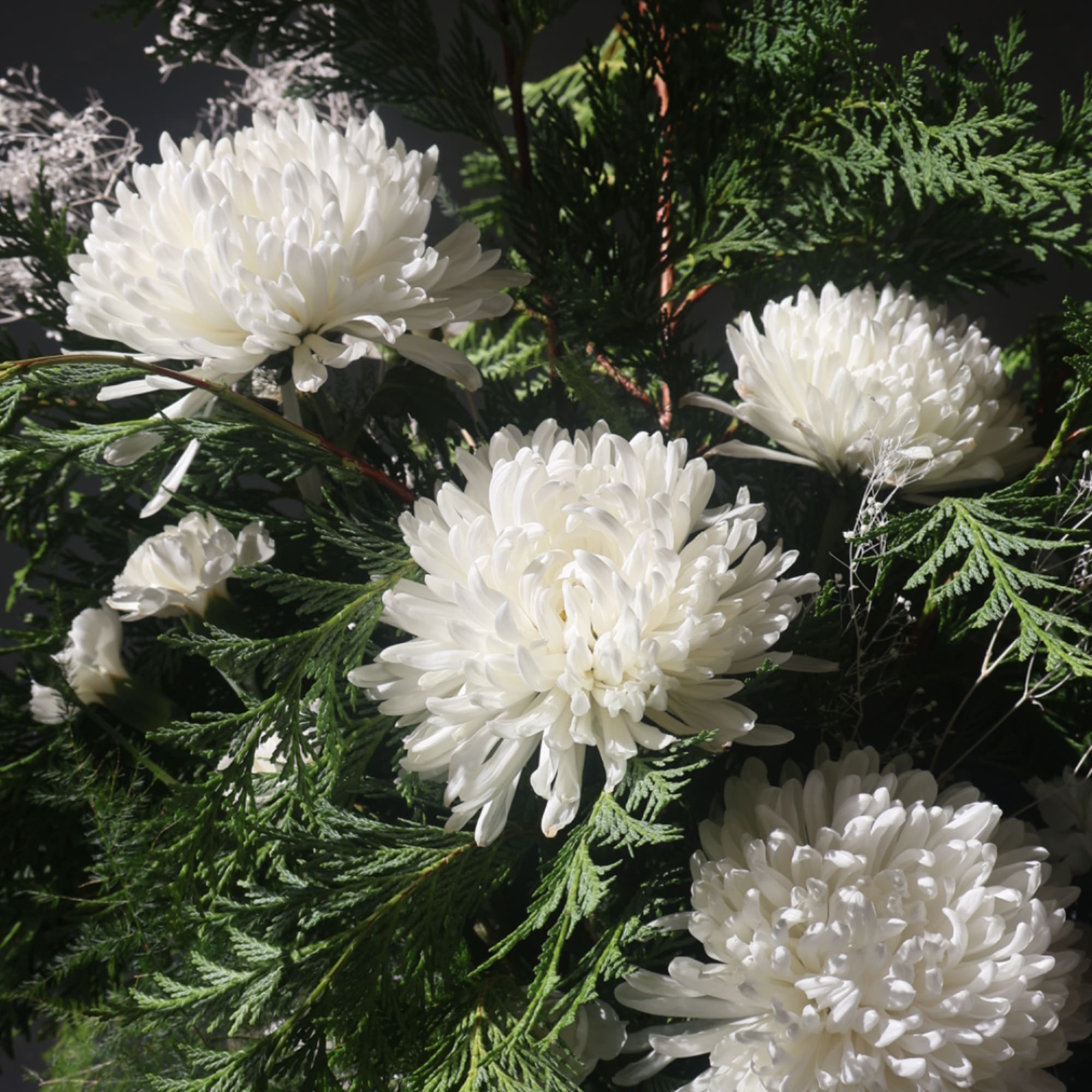 White chrysanthemum blooms arranged with evergreen foliage
