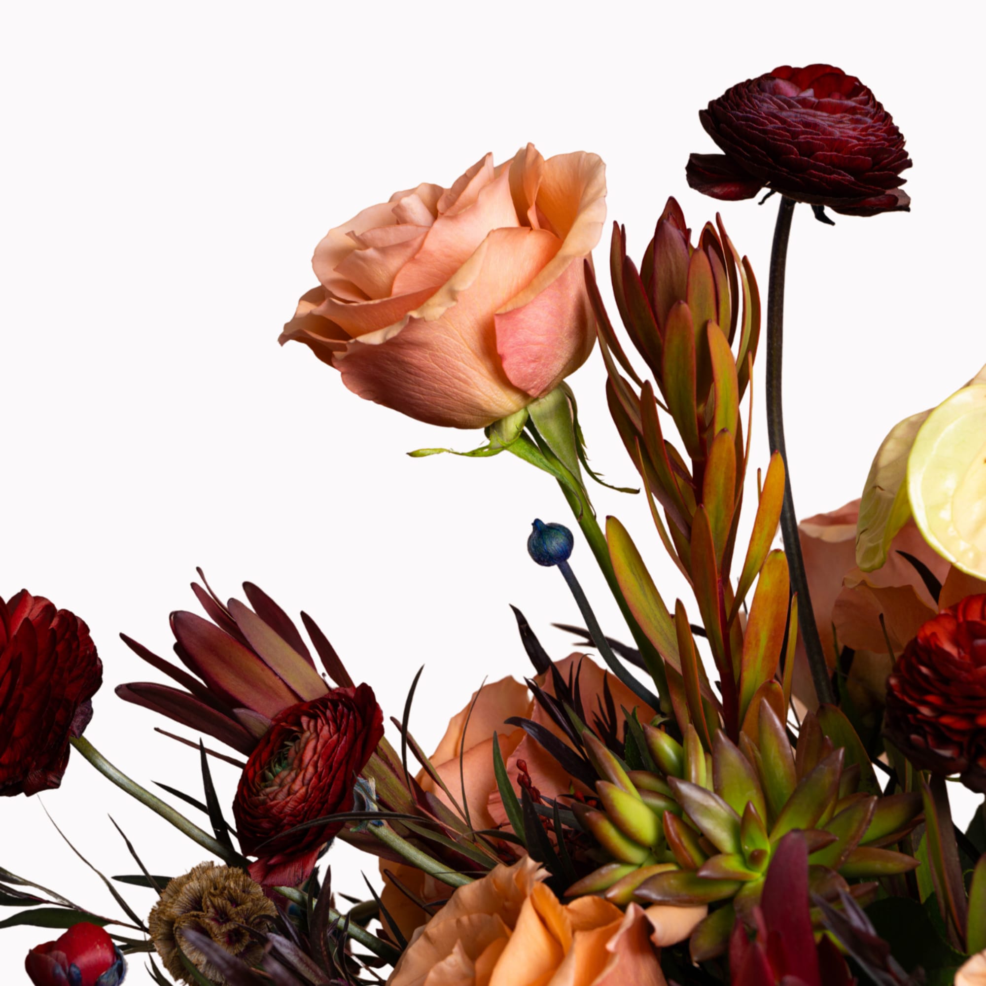 Arrangement of peach roses and dark red ranunculus with spiky foliage