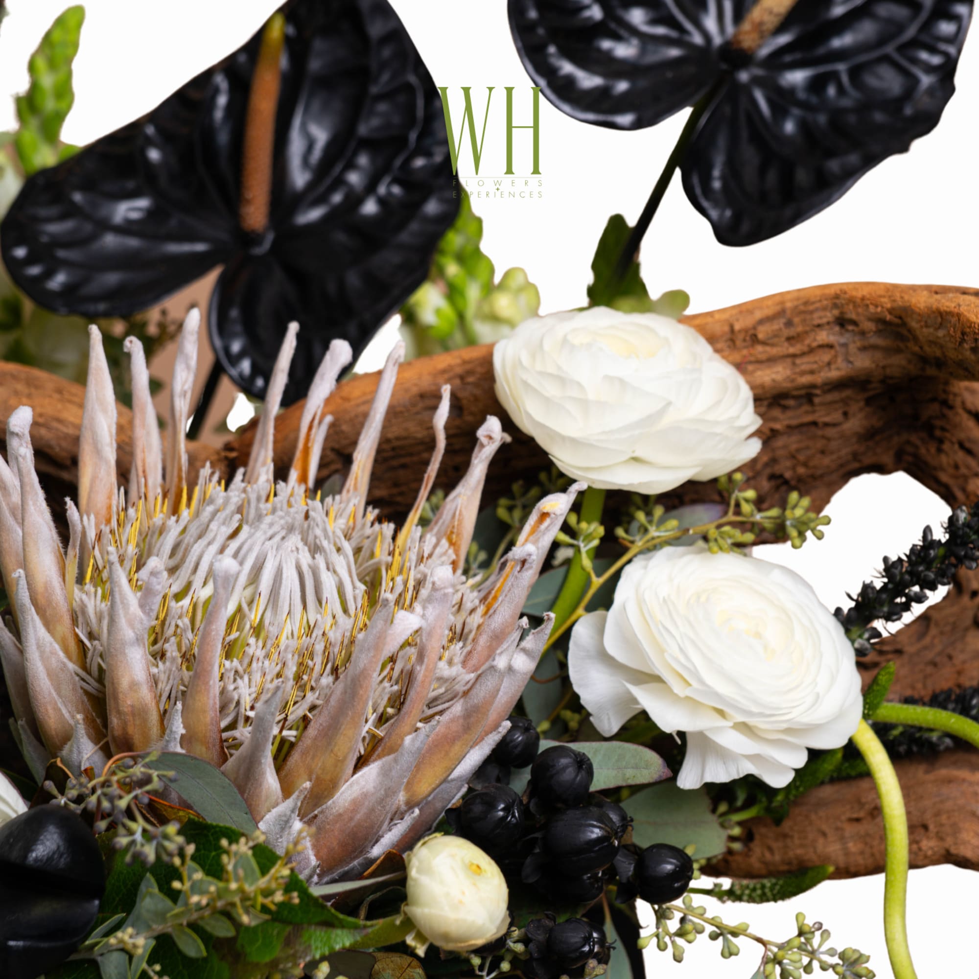 Arrangement with white ranunculus, black anthuriums, and a large protea
