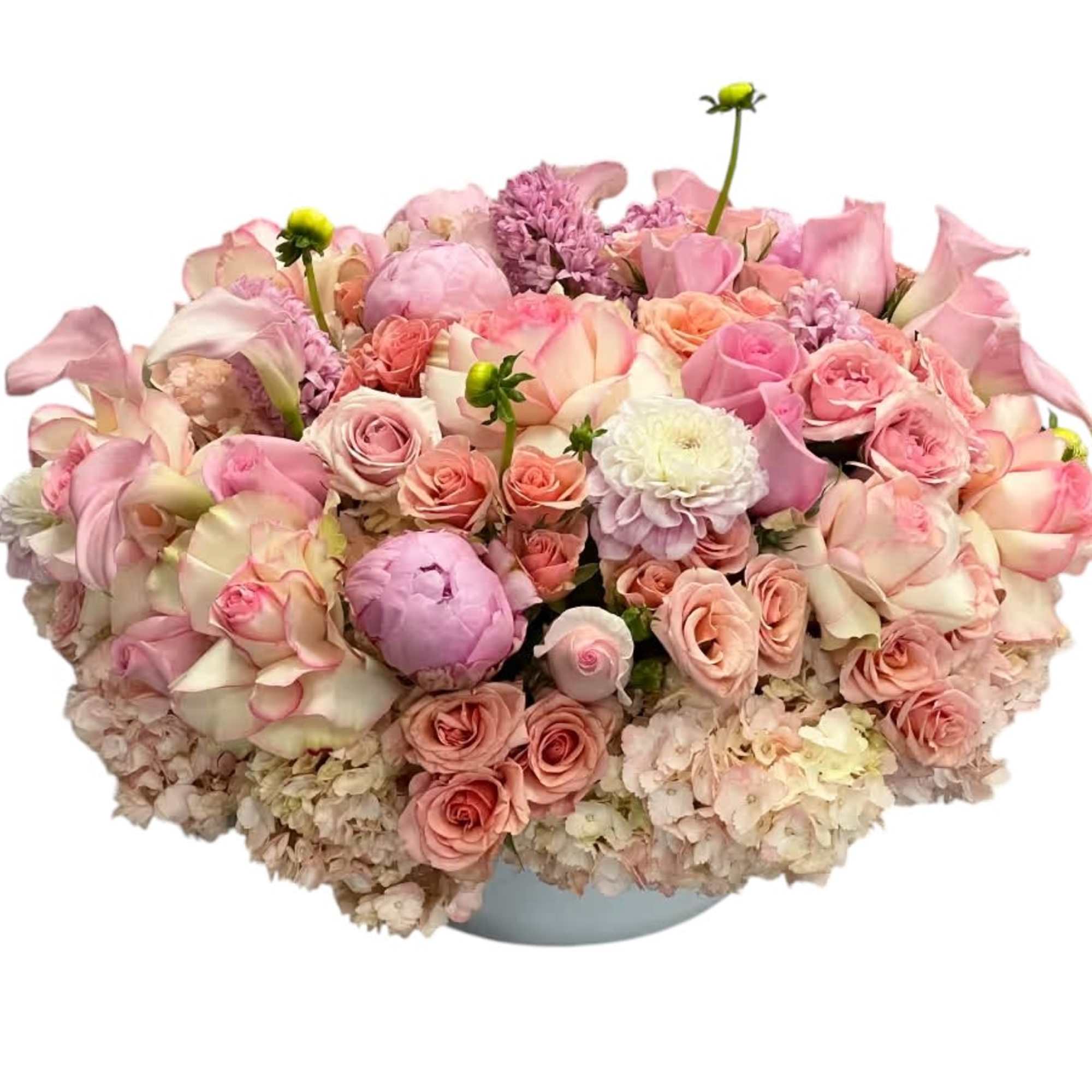A lush, cushion-like dome of pastel blooms-Pastel Fever is a low, rounded, photo 2 of 2