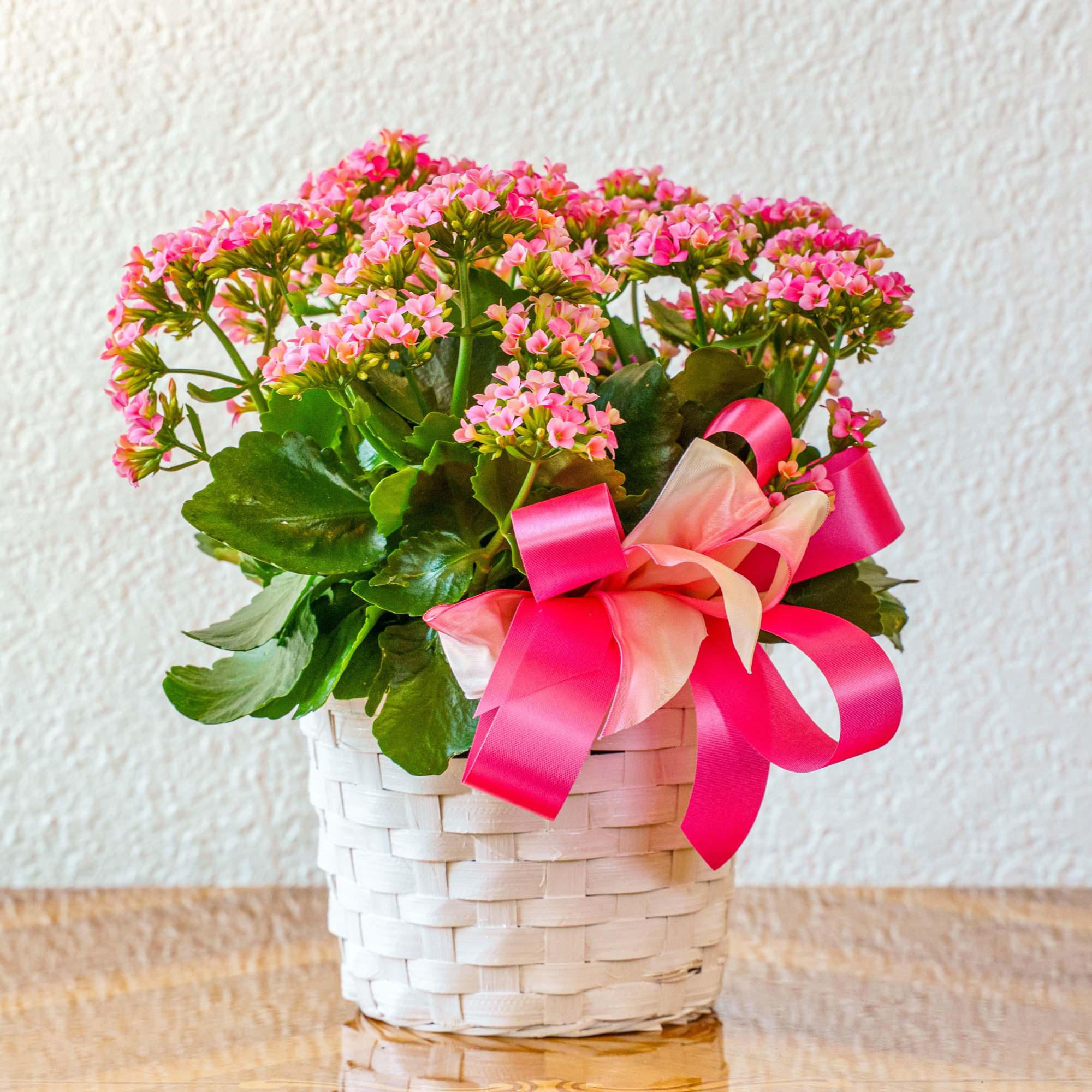 Send a beautiful flowering kalanchoe plant! Perfect for Mother's Day, saying thank