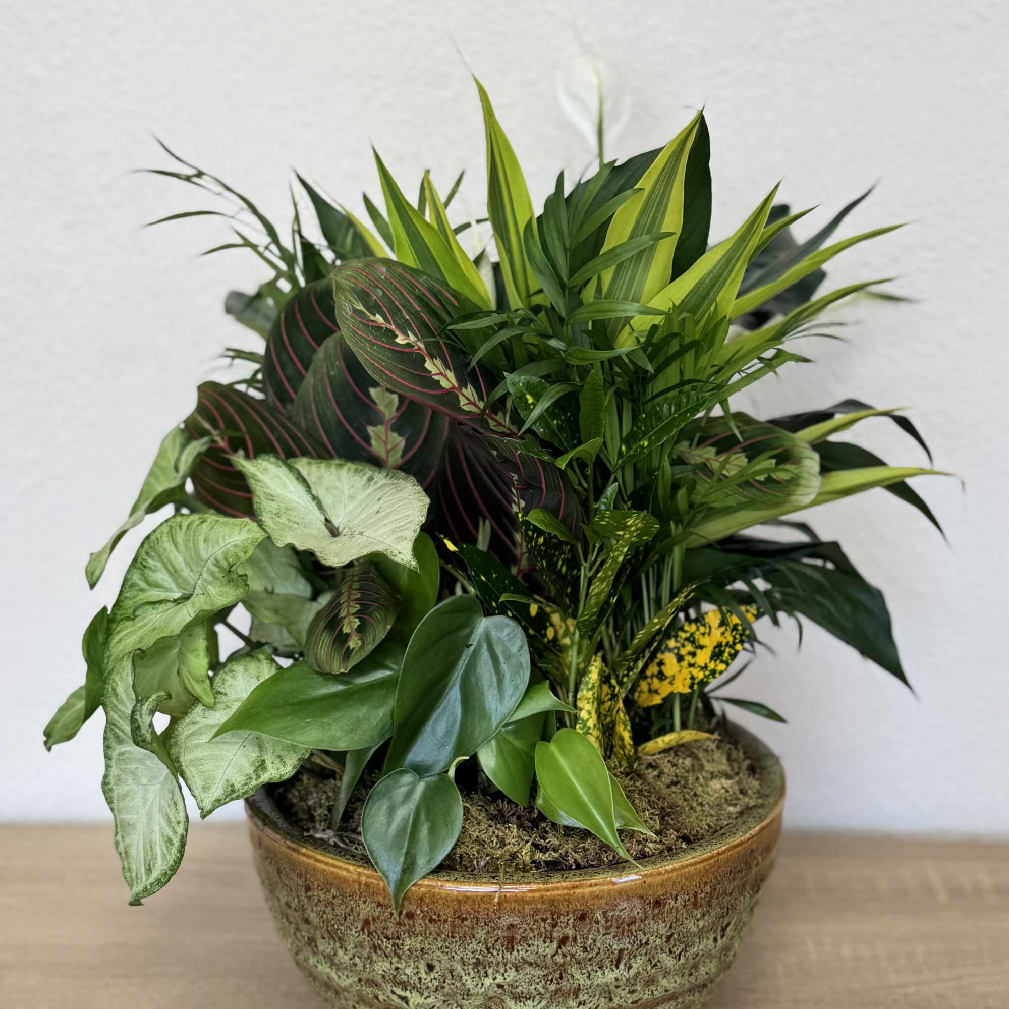 Mixed potted foliage arrangement in a ceramic bowl