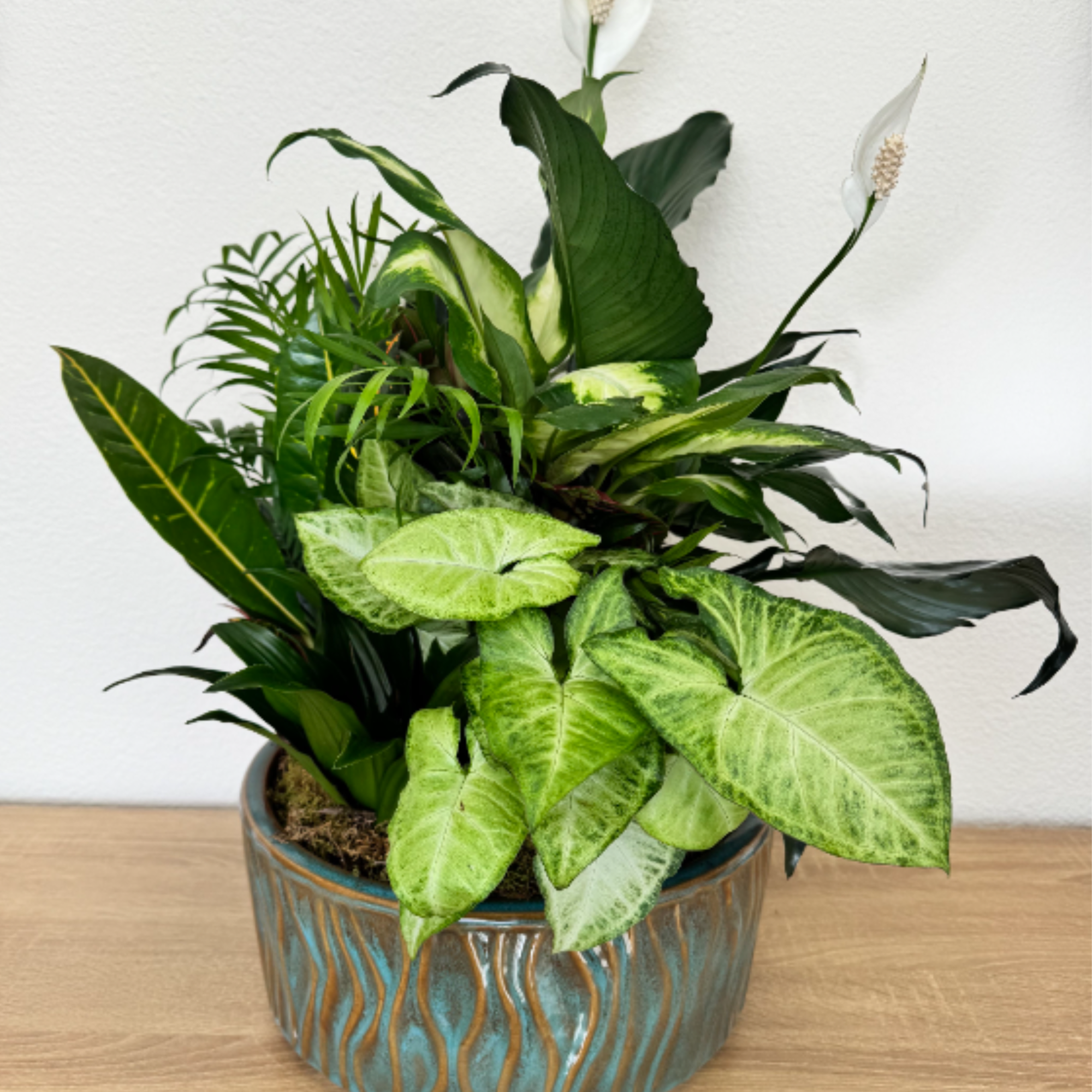 Our dish gardens are mixed plants in a ceramic container.
Approximately 18 H