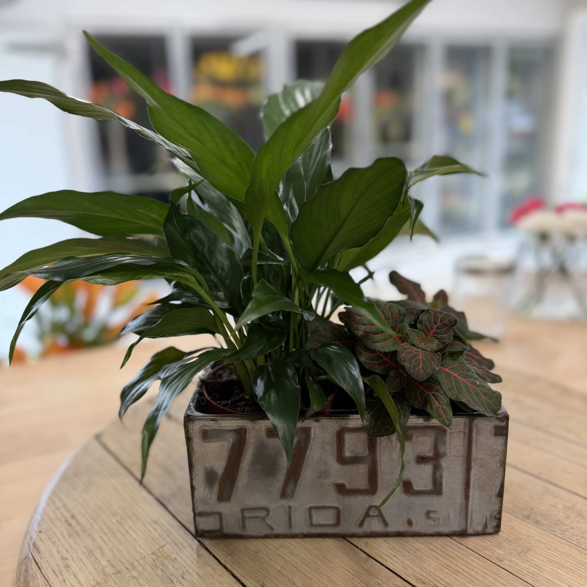 2 foliage plants in a decorative keepsake license plate tin