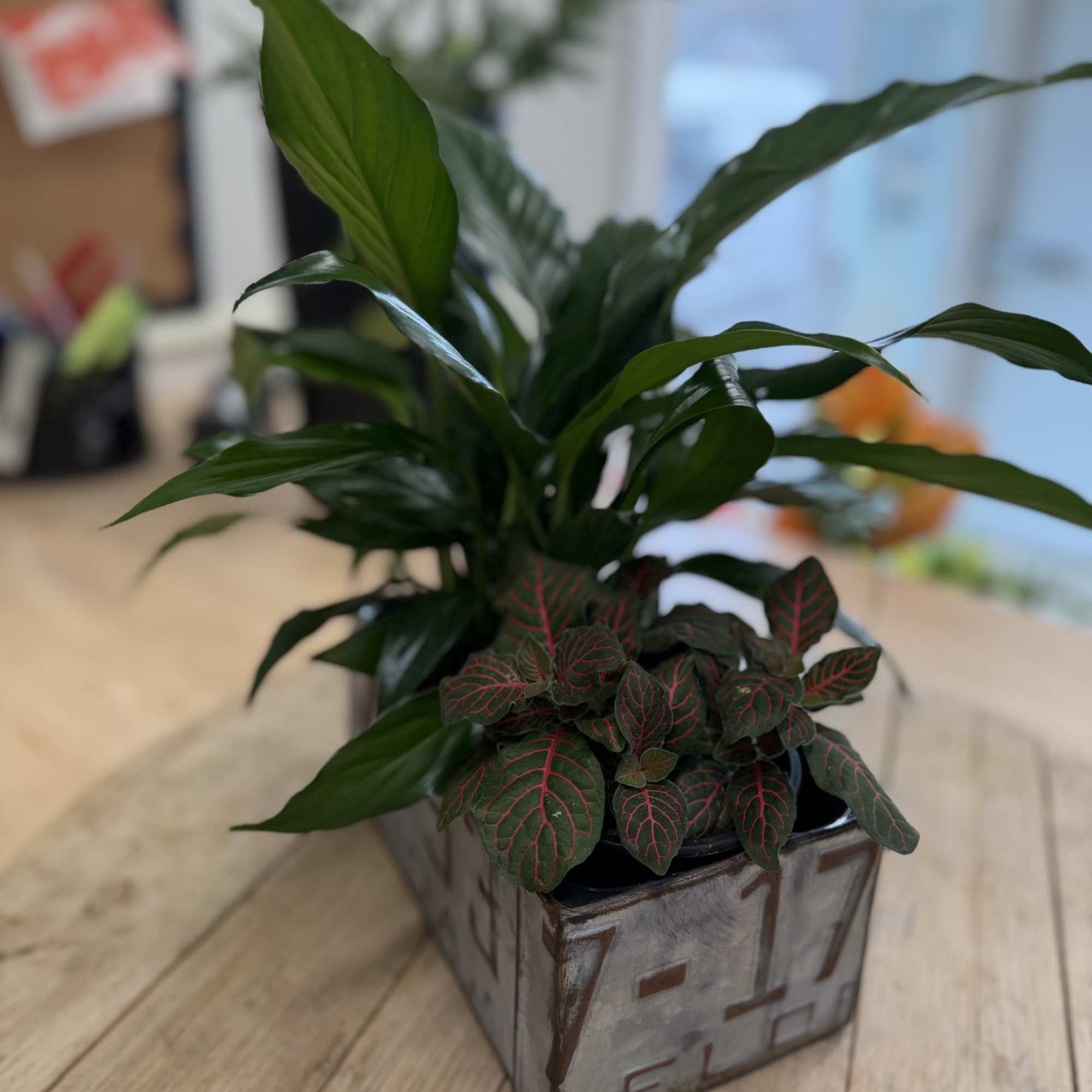 2 foliage plants in a decorative keepsake license plate tin, photo 2 of 3
