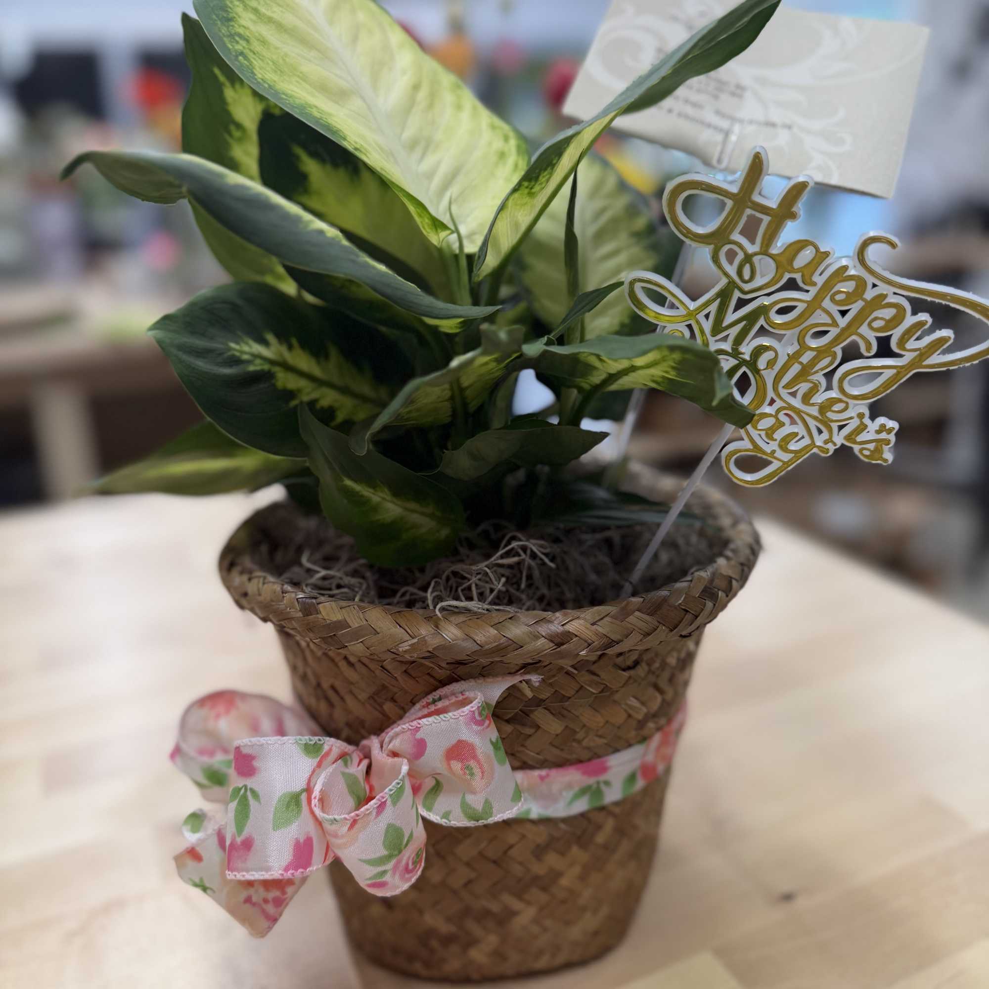 Potted variegated houseplant in a woven basket with a floral ribbon