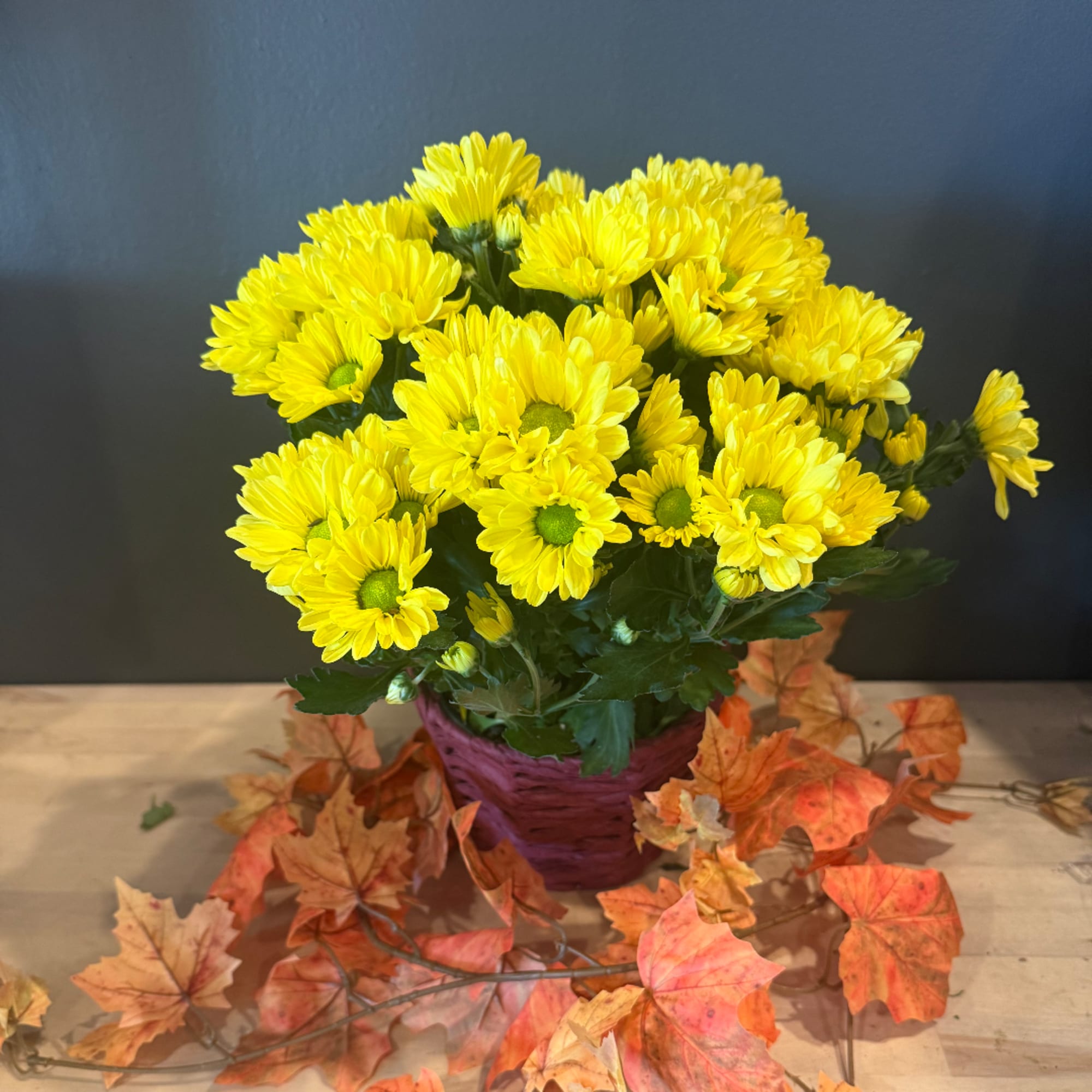 Yellow daisies in a purple pot with autumn leaves around it