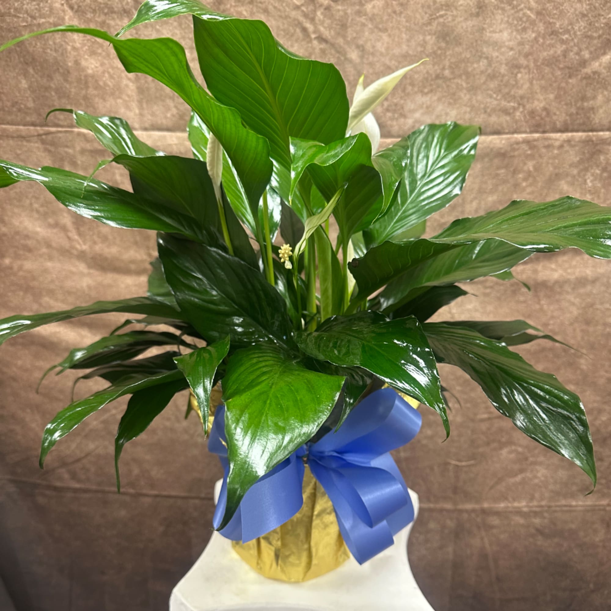 Potted green plant with glossy leaves and a blue ribbon bow