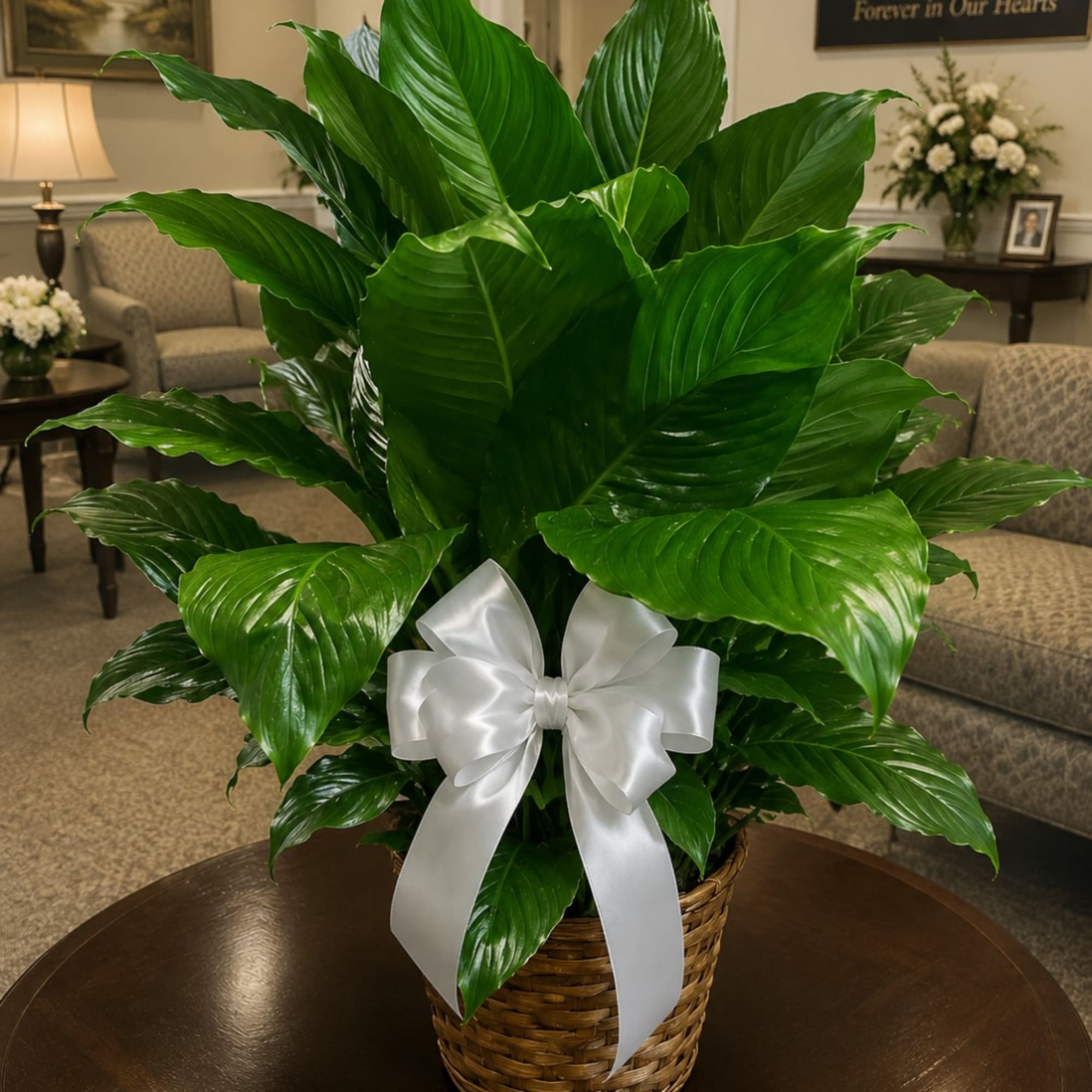 Large green potted plant in a wicker basket with a white bow