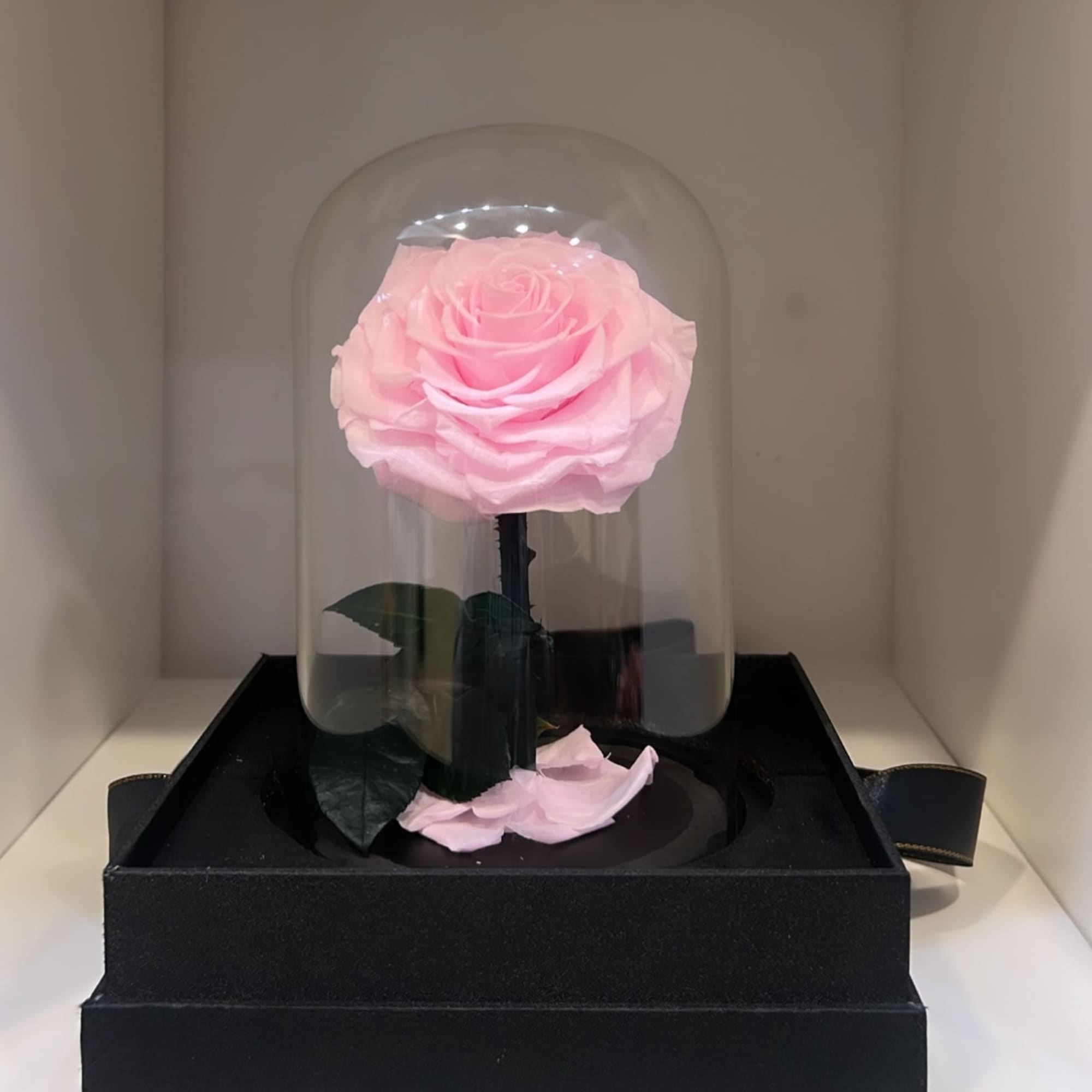 Single pink rose under a clear dome on a black box