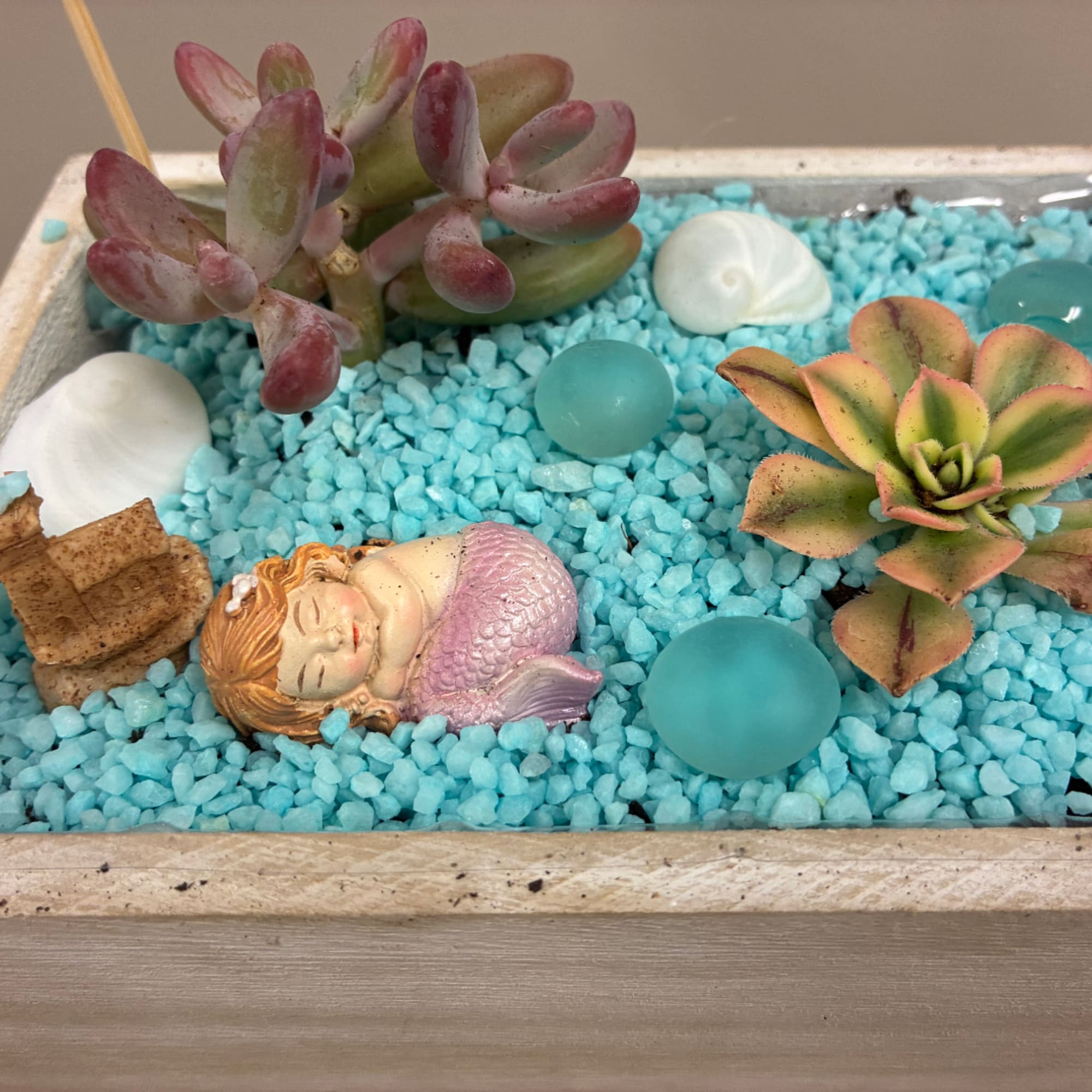 Succulent arrangement in a shallow tray with blue stones and small decorative shells
