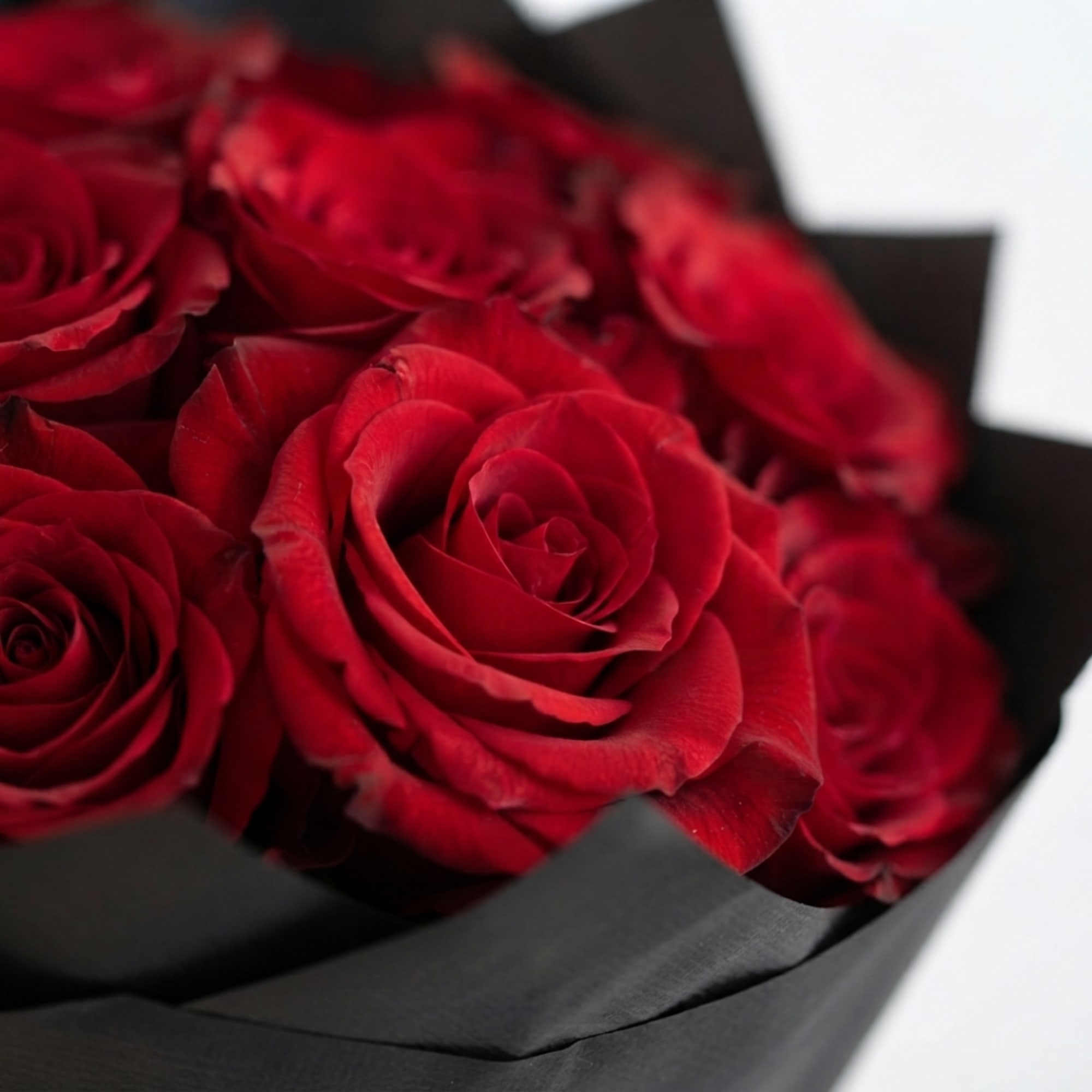 Close-up bouquet of red roses wrapped in black paper