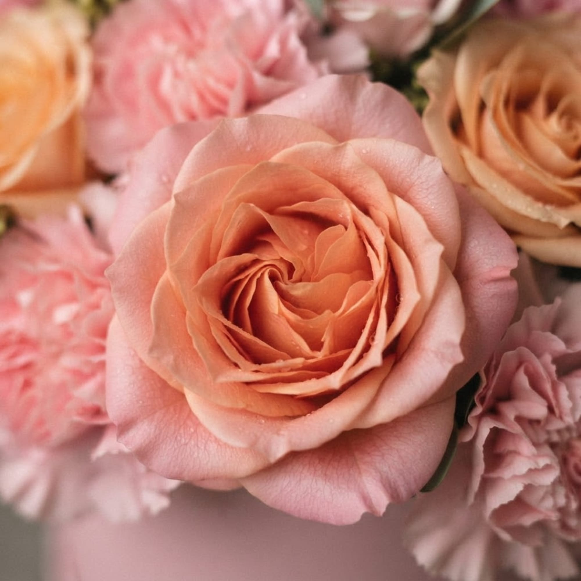 Close-up bouquet of peach and pink roses with soft ruffled blooms