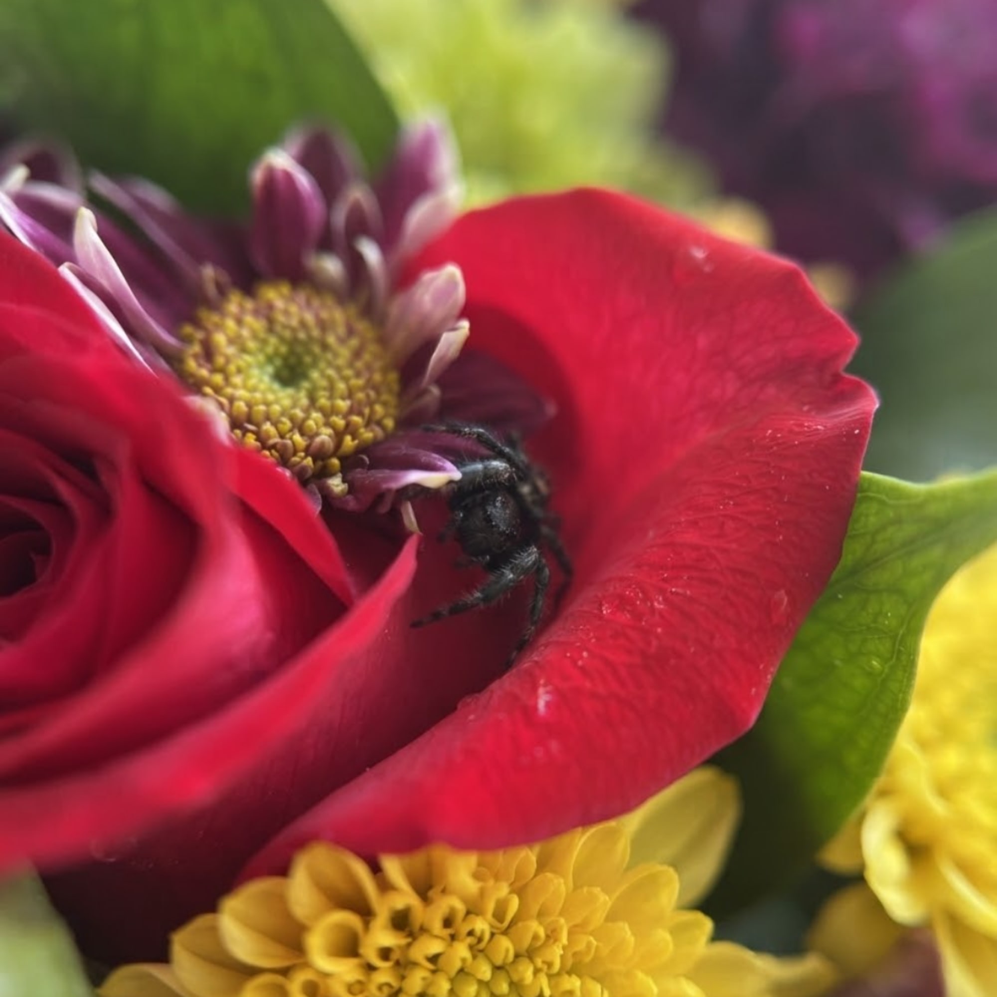 Close-up of red and yellow flowers with a small black spider on one bloom