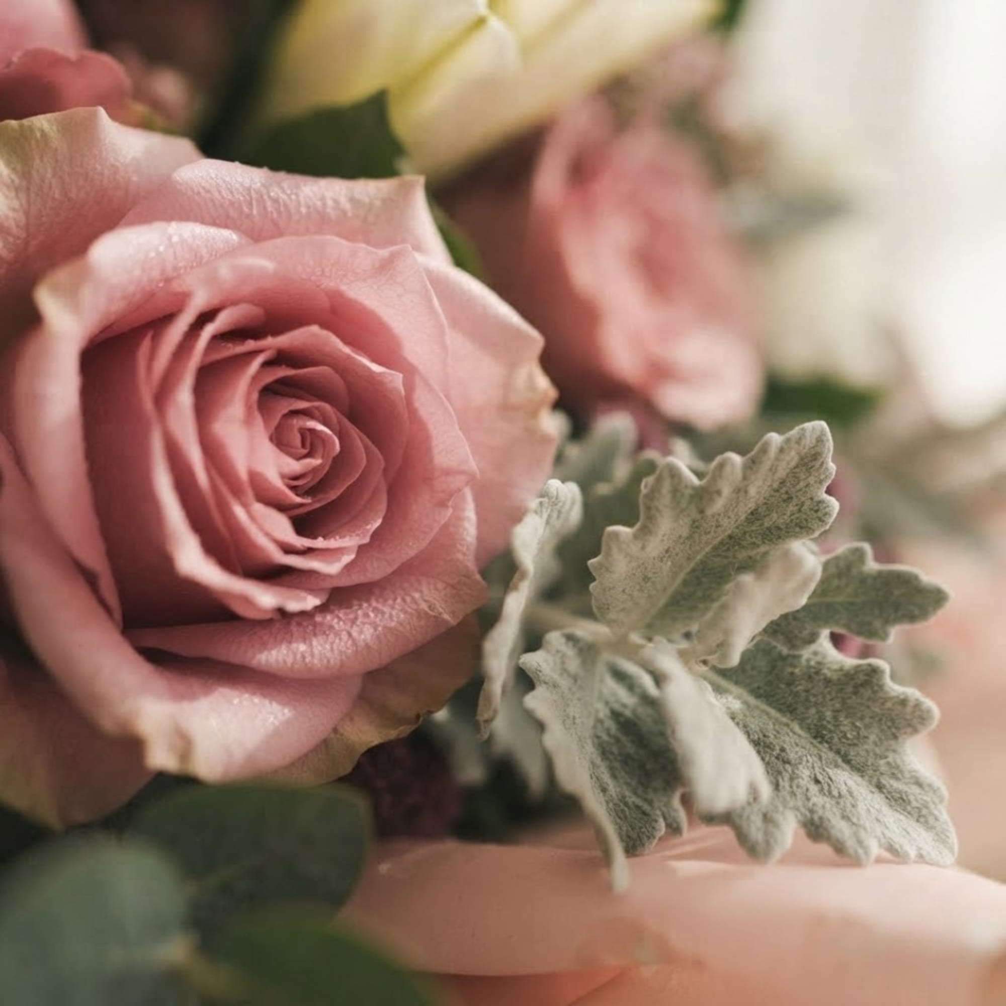 Close-up of pink roses with silvery foliage